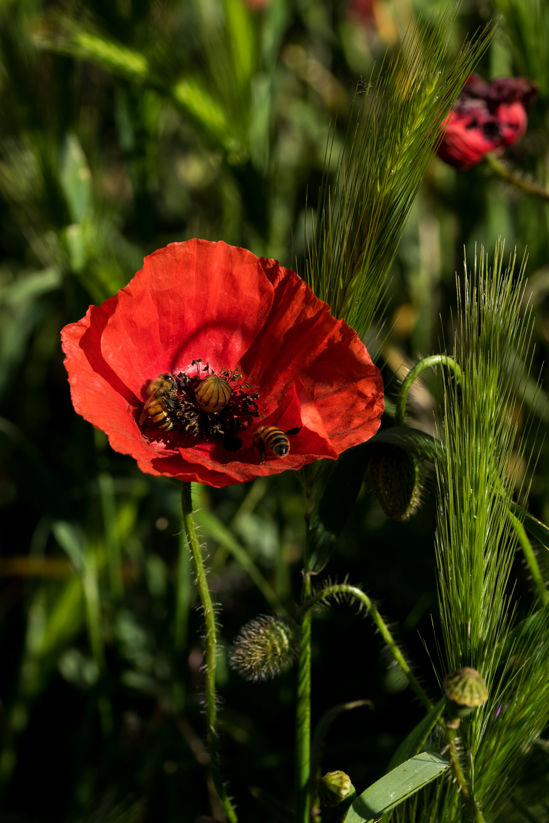 ta i fiori di giardino