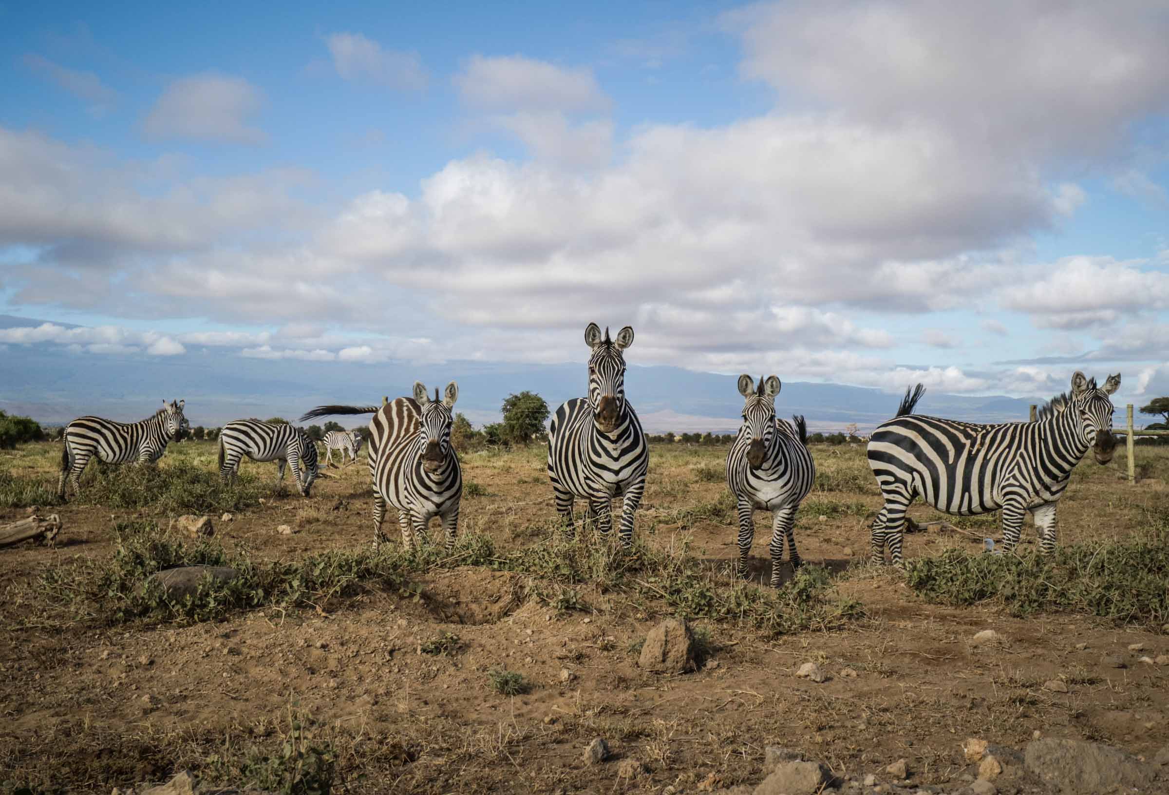 Amboseli - June 2017