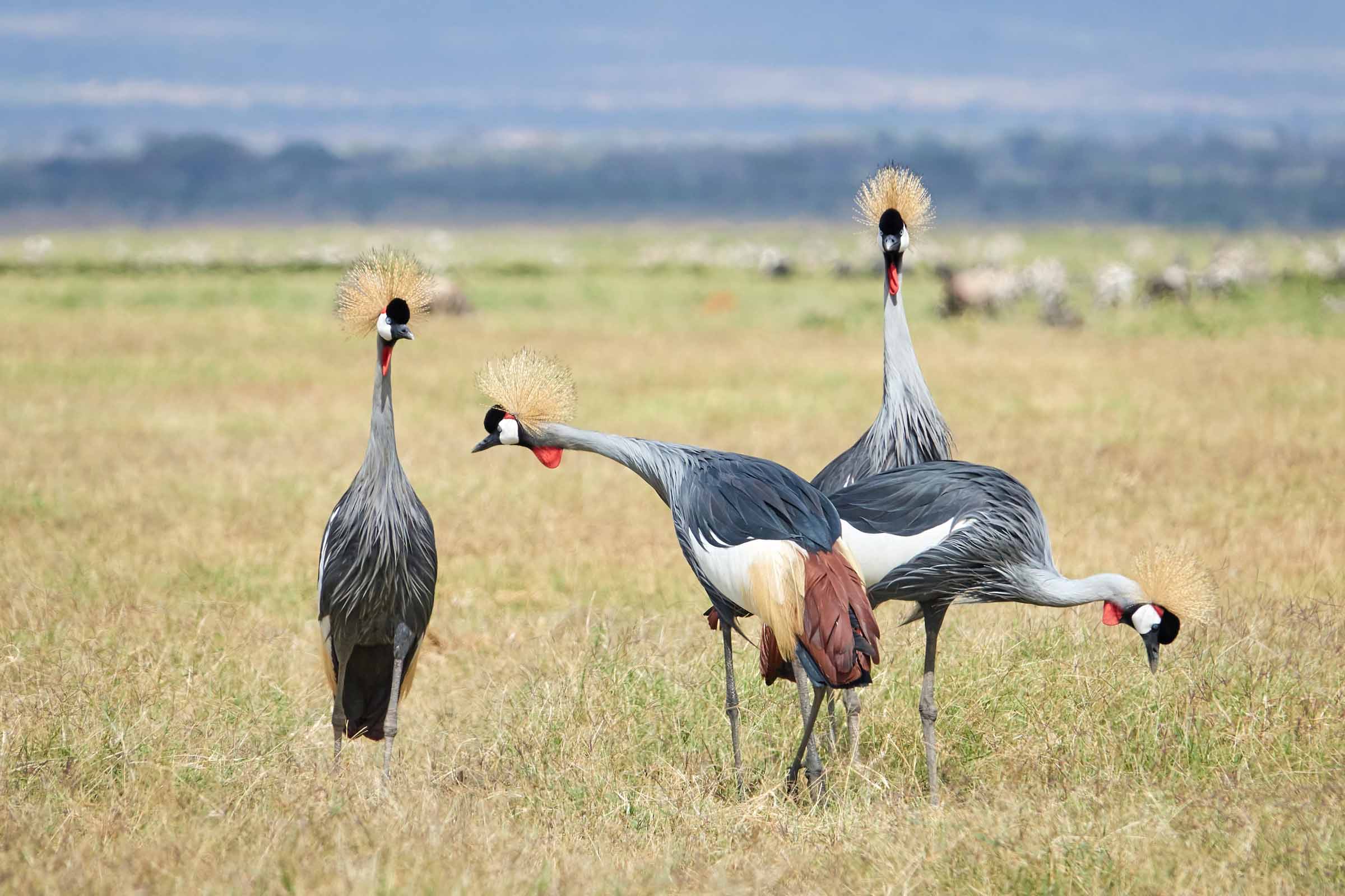 Amboseli - June 2017