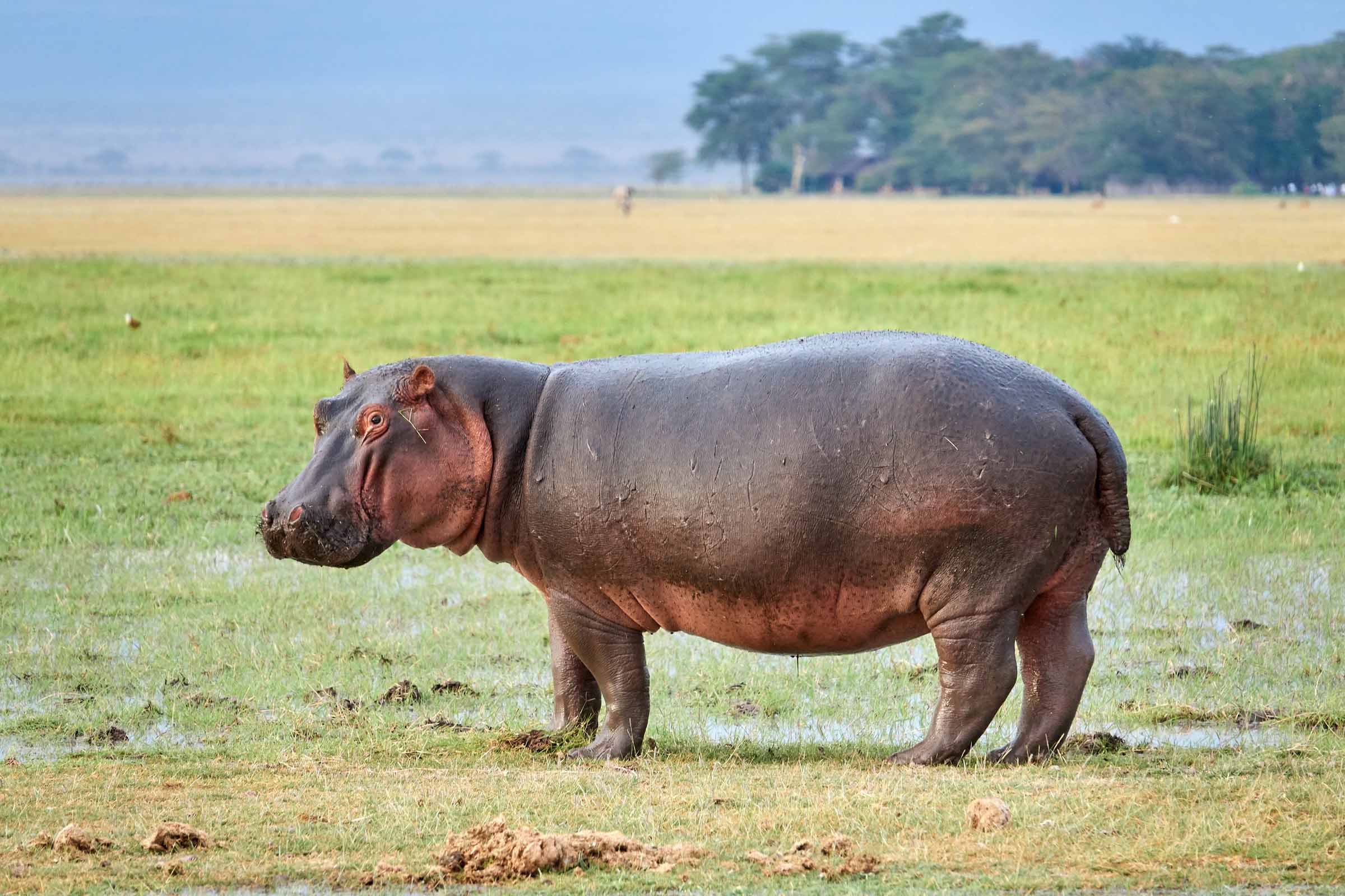 Amboseli - June 2017