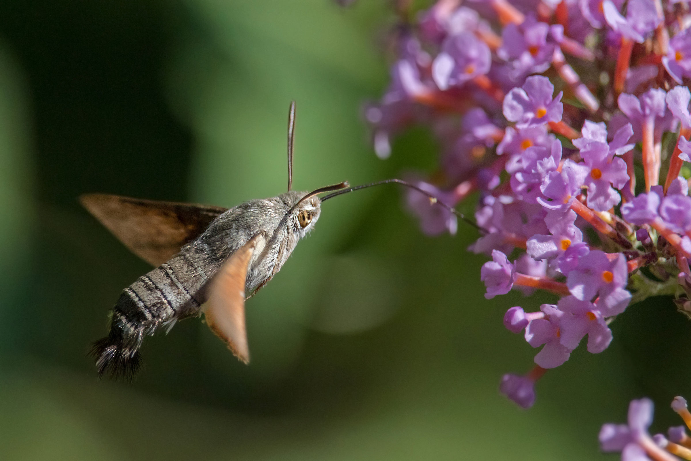 Slap of the galleon in activity