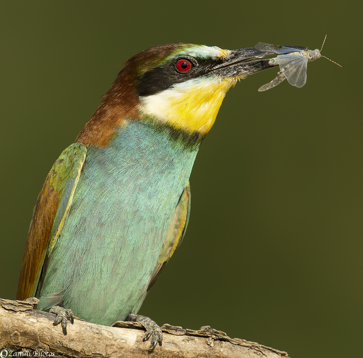 Bee eater