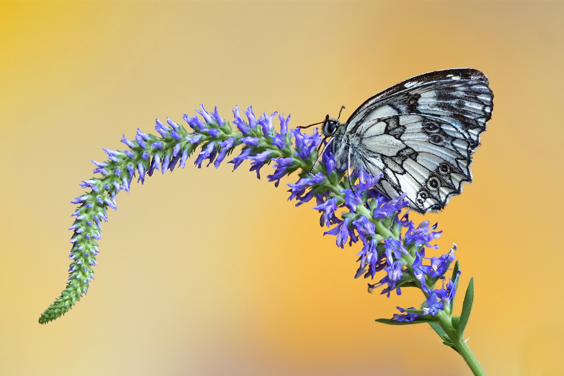 Melanargia galathea