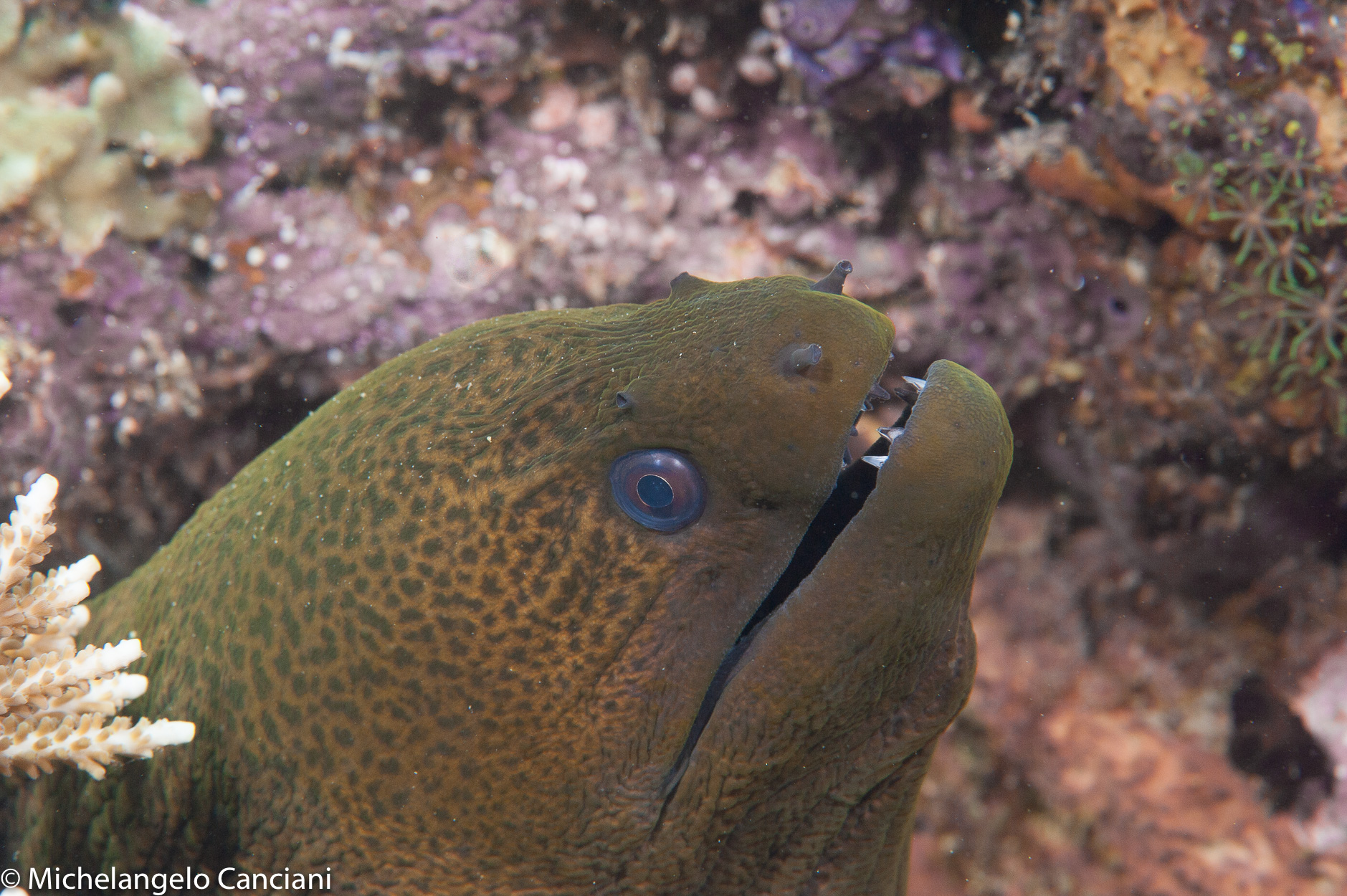 gymnothorax javanicus