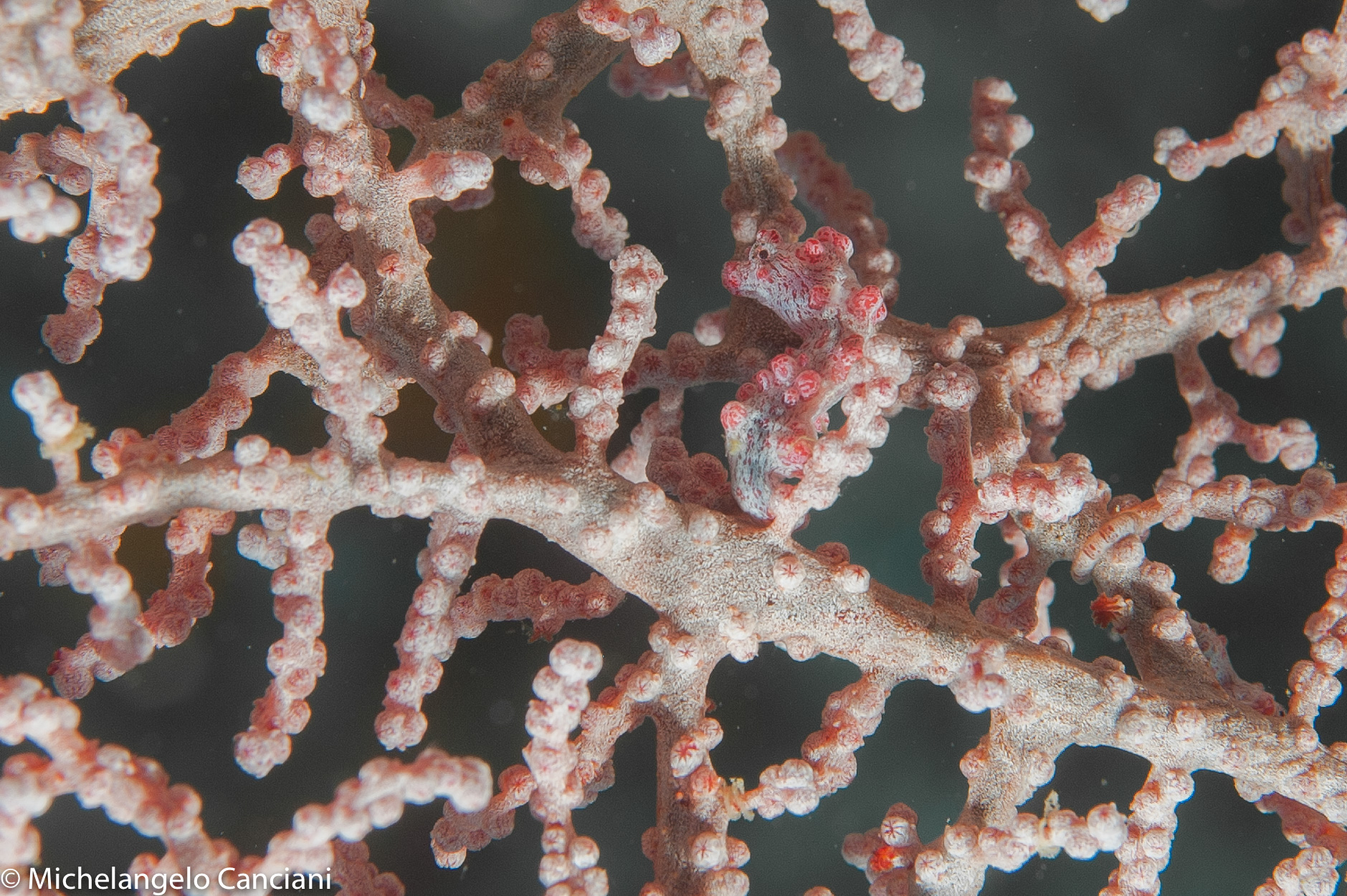 hippocampus bargibanti