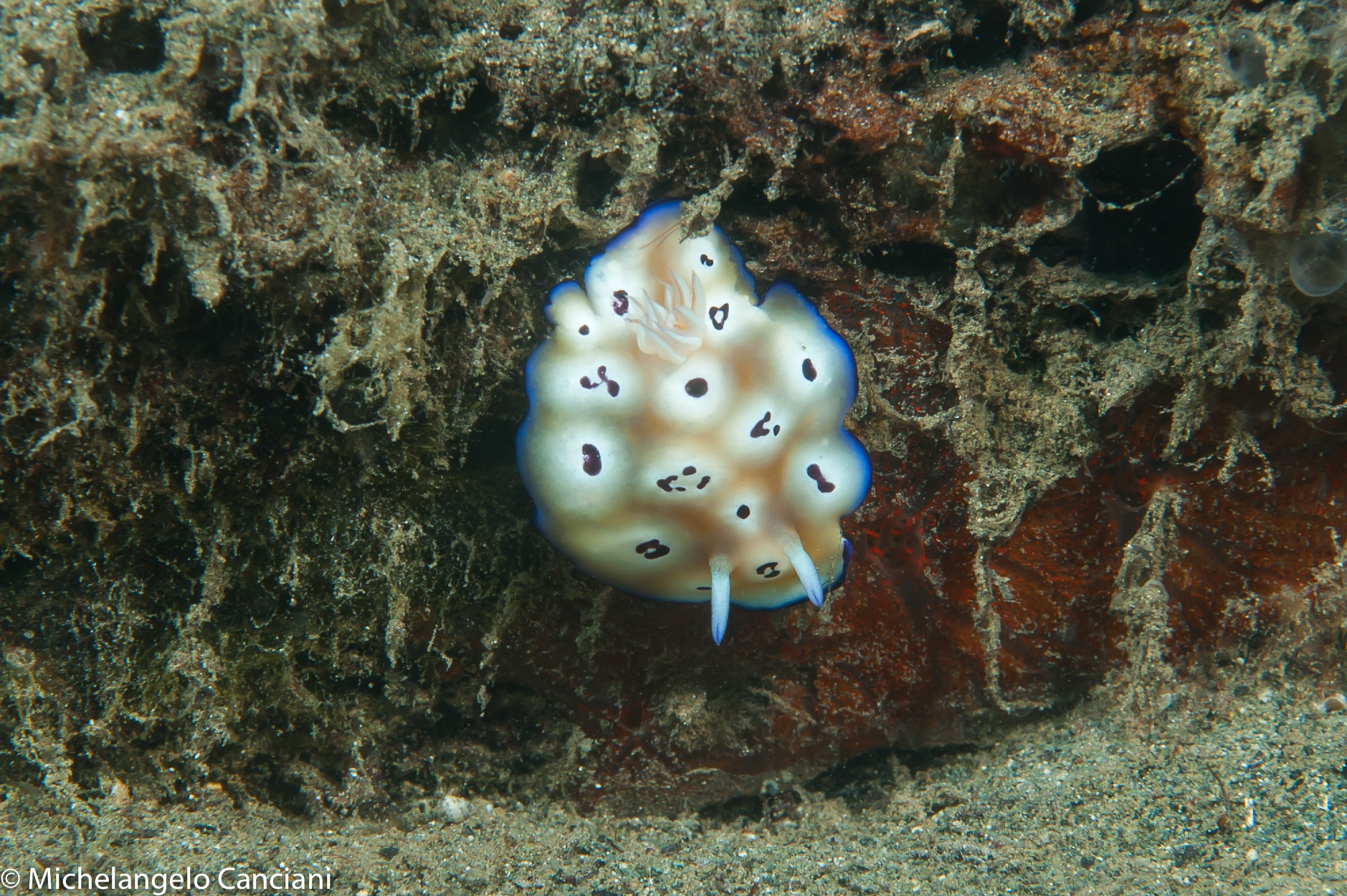 chromodoris leopardus