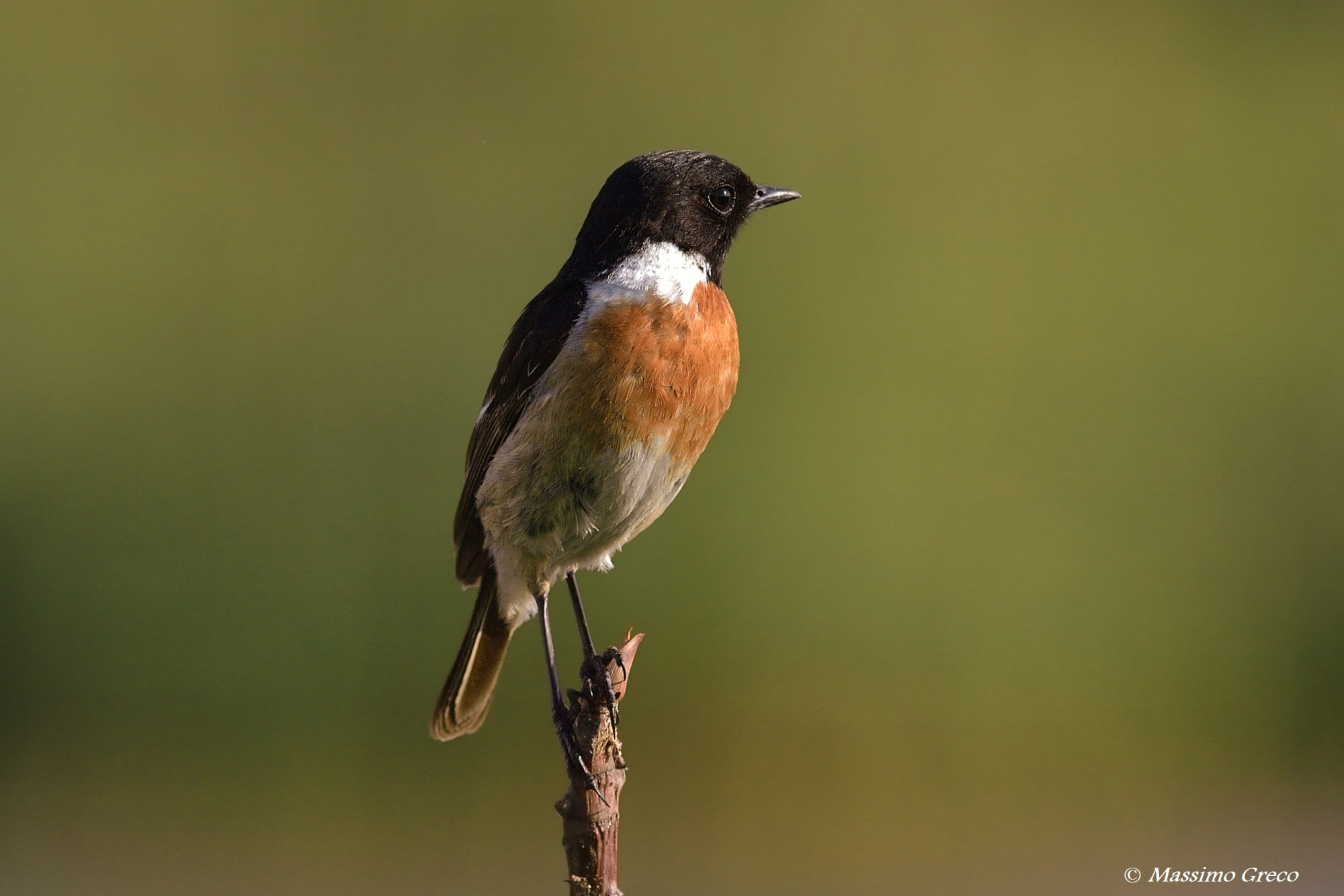 Saltimpalo (Saxicola  torquatus )