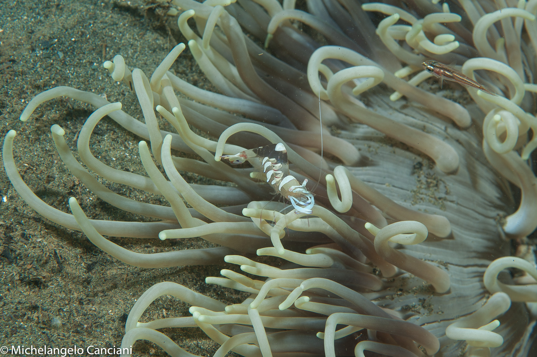 periclimenes magnificus