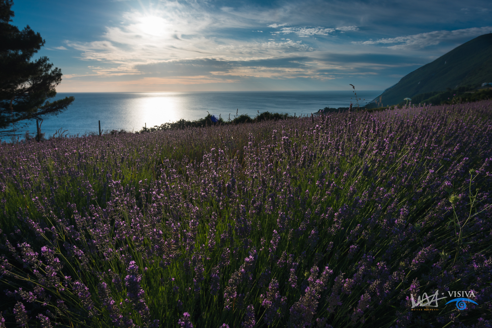Lavanda di Mezzavalle