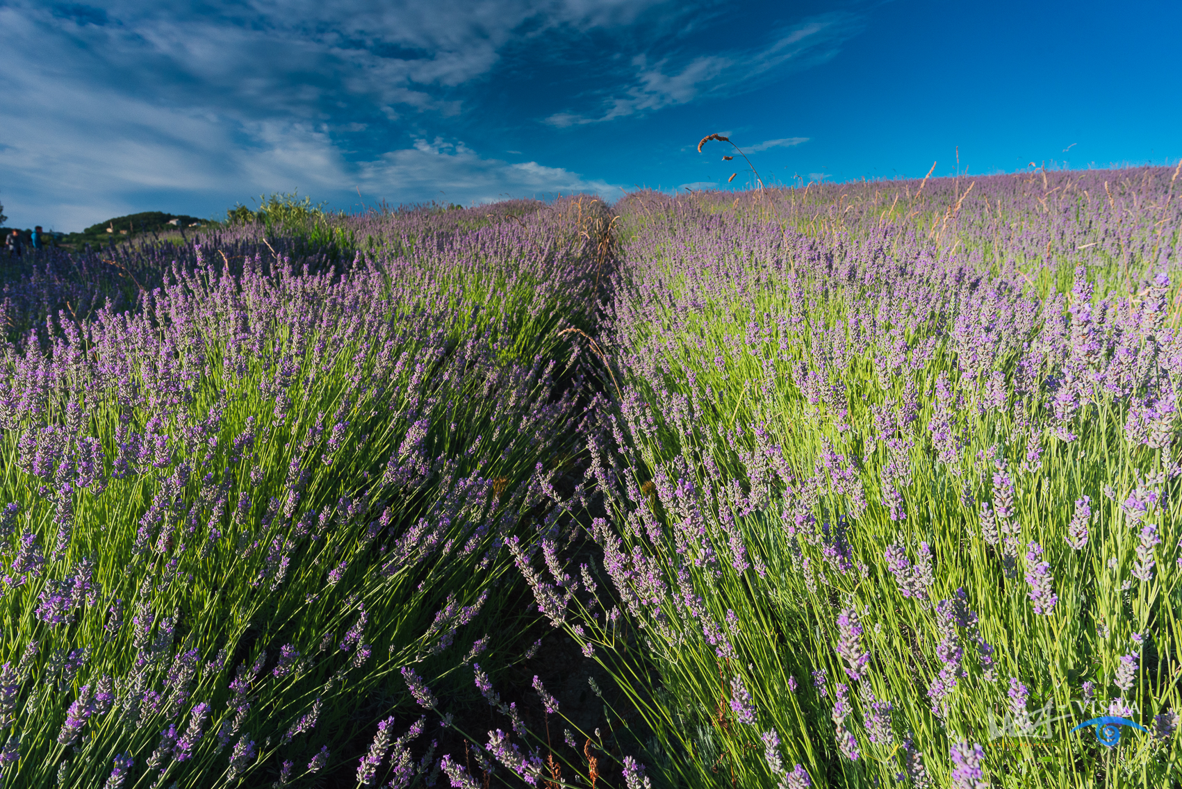 Lavanda di Mezzavalle