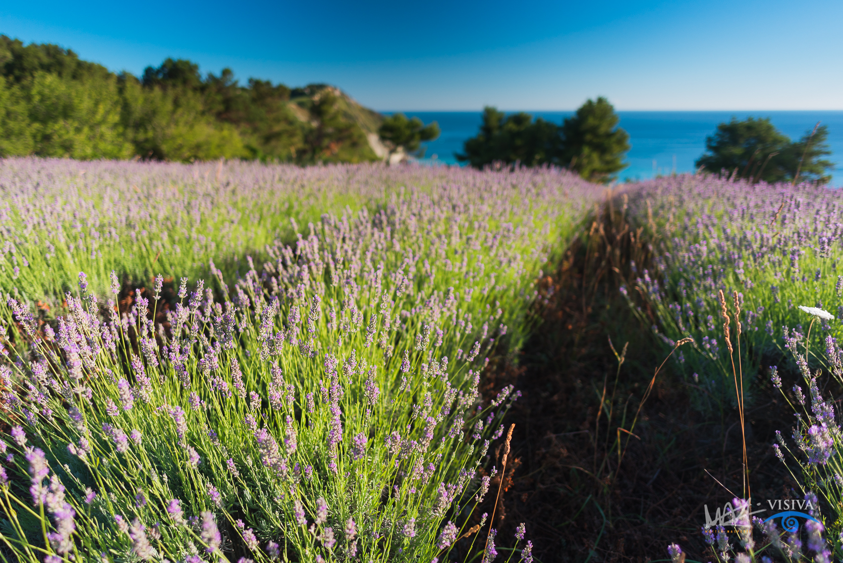 Lavender of Mezzavalle