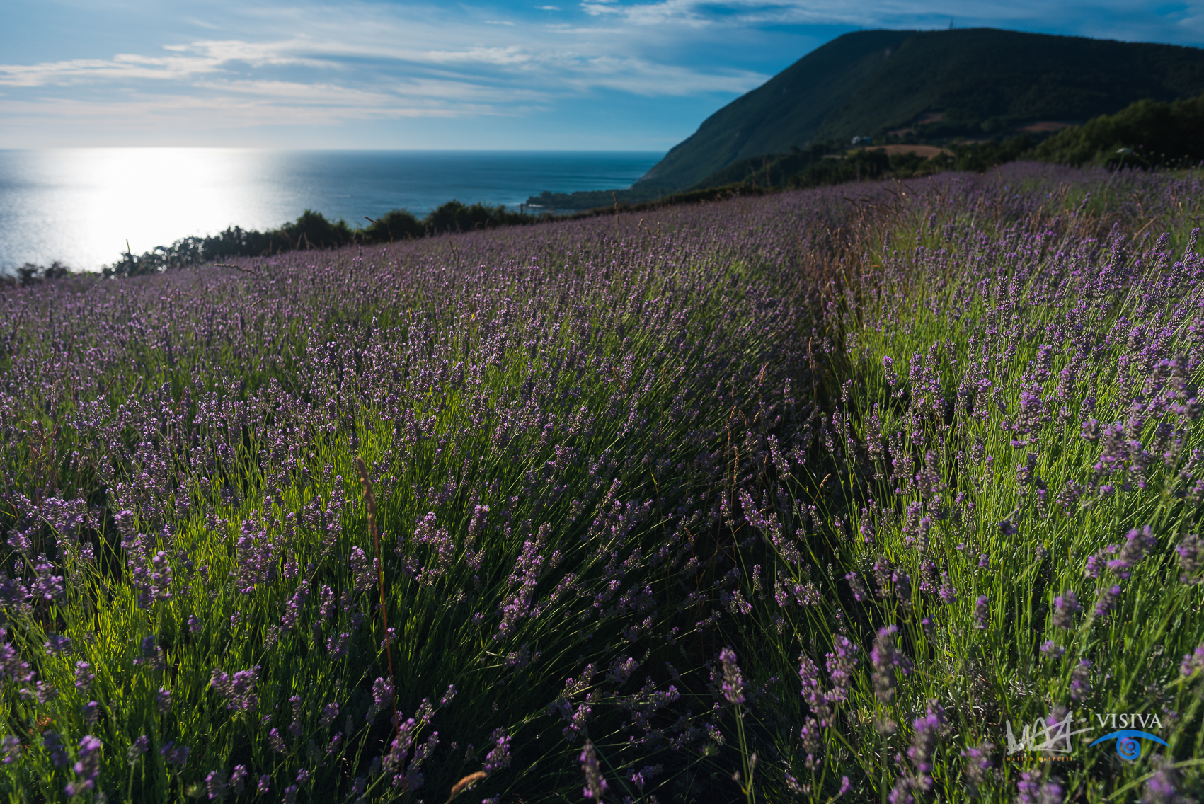 Lavender of Mezzavalle