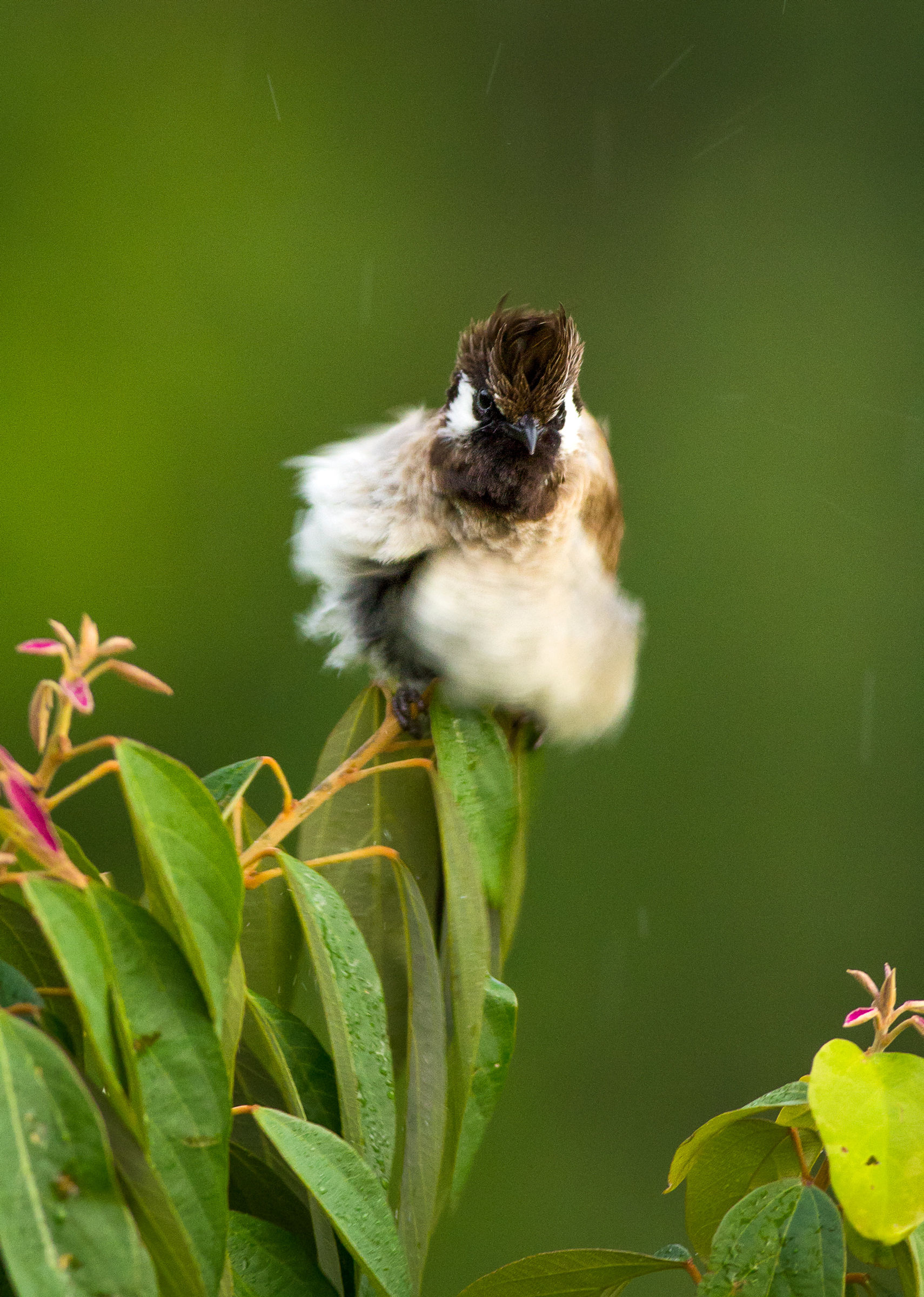 Bulbula scoperta scura