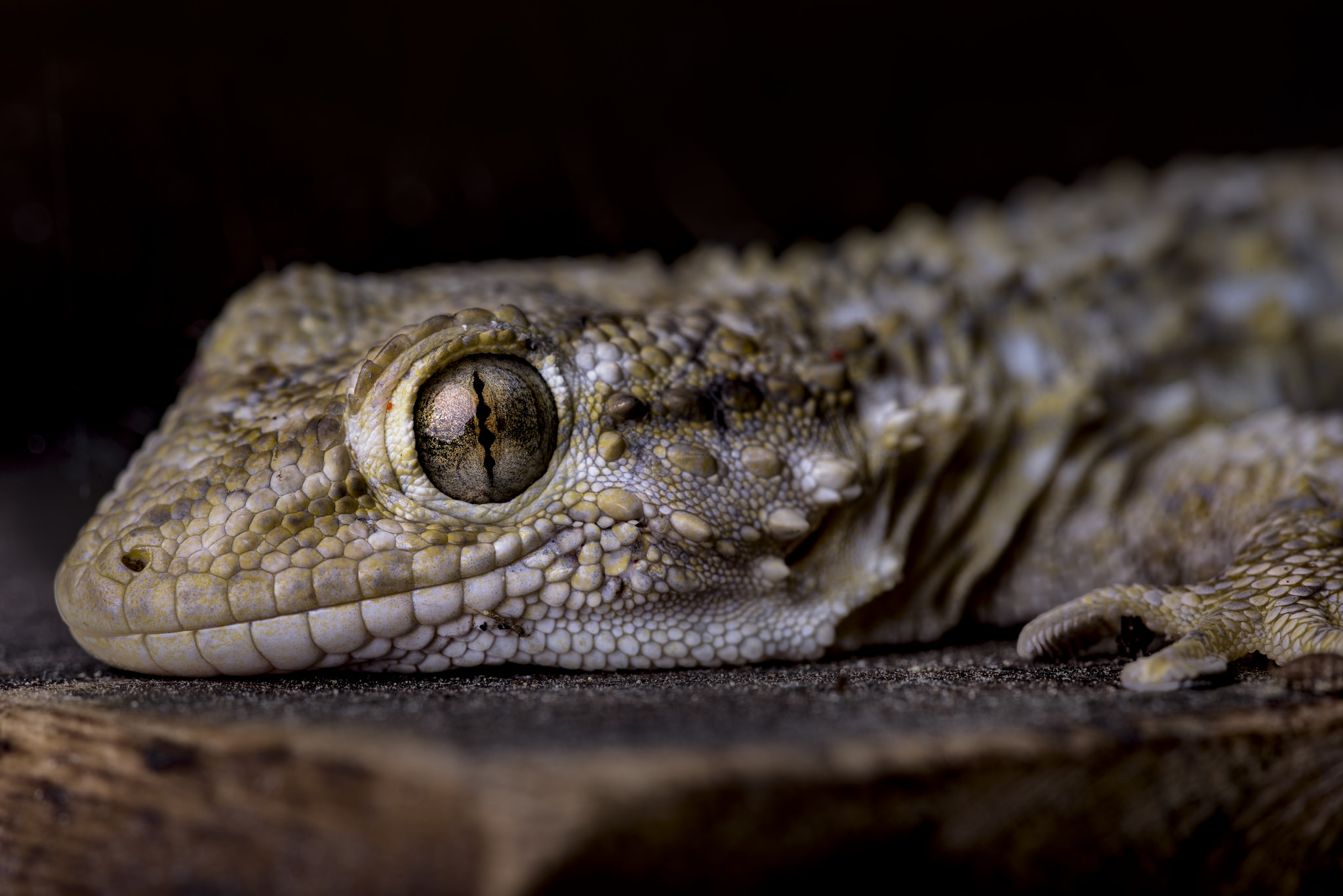 il piccolo drago di casa