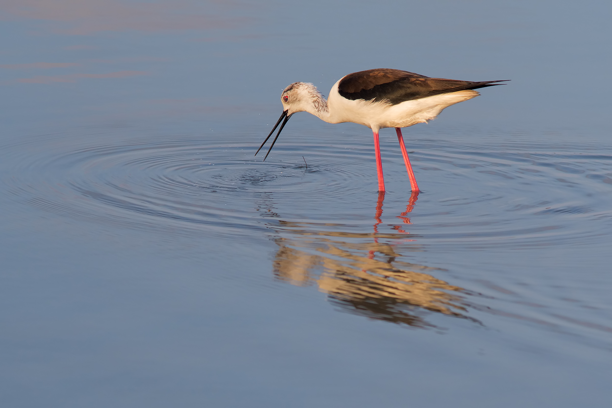 Himantopus himantopus (sardous)