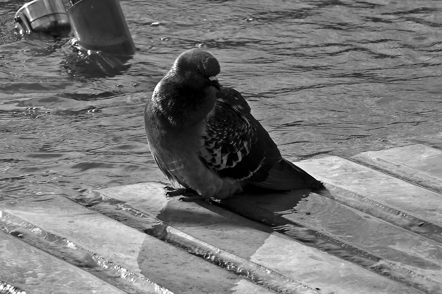 quasi quasi mi mi faccio un bagno