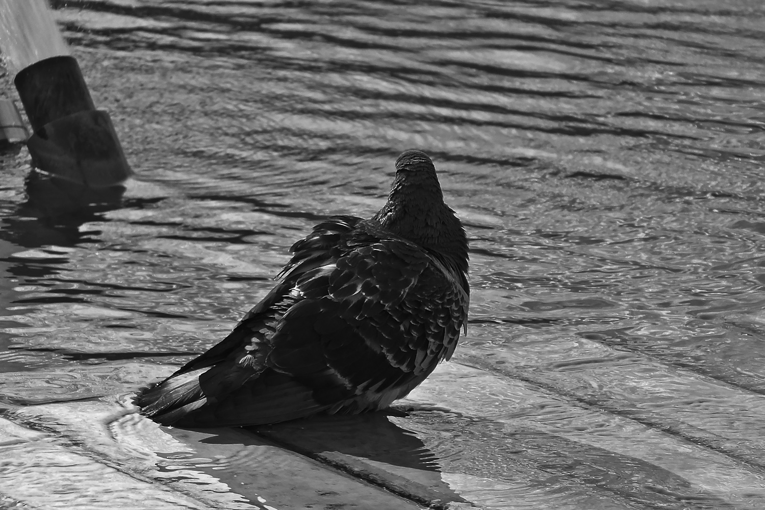 ma no, ho appena beccato un chiffero