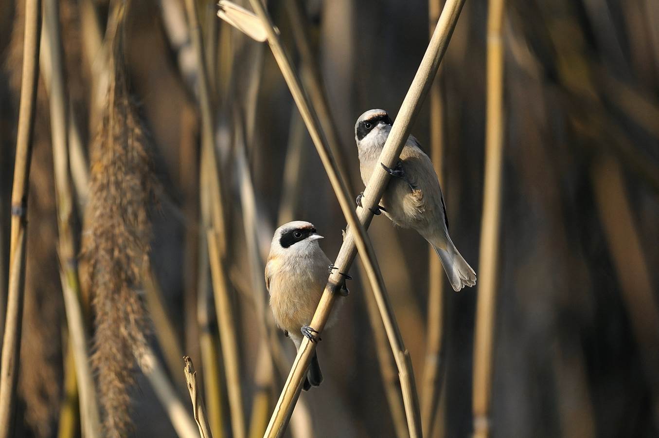 Due panda piccoli piccoli