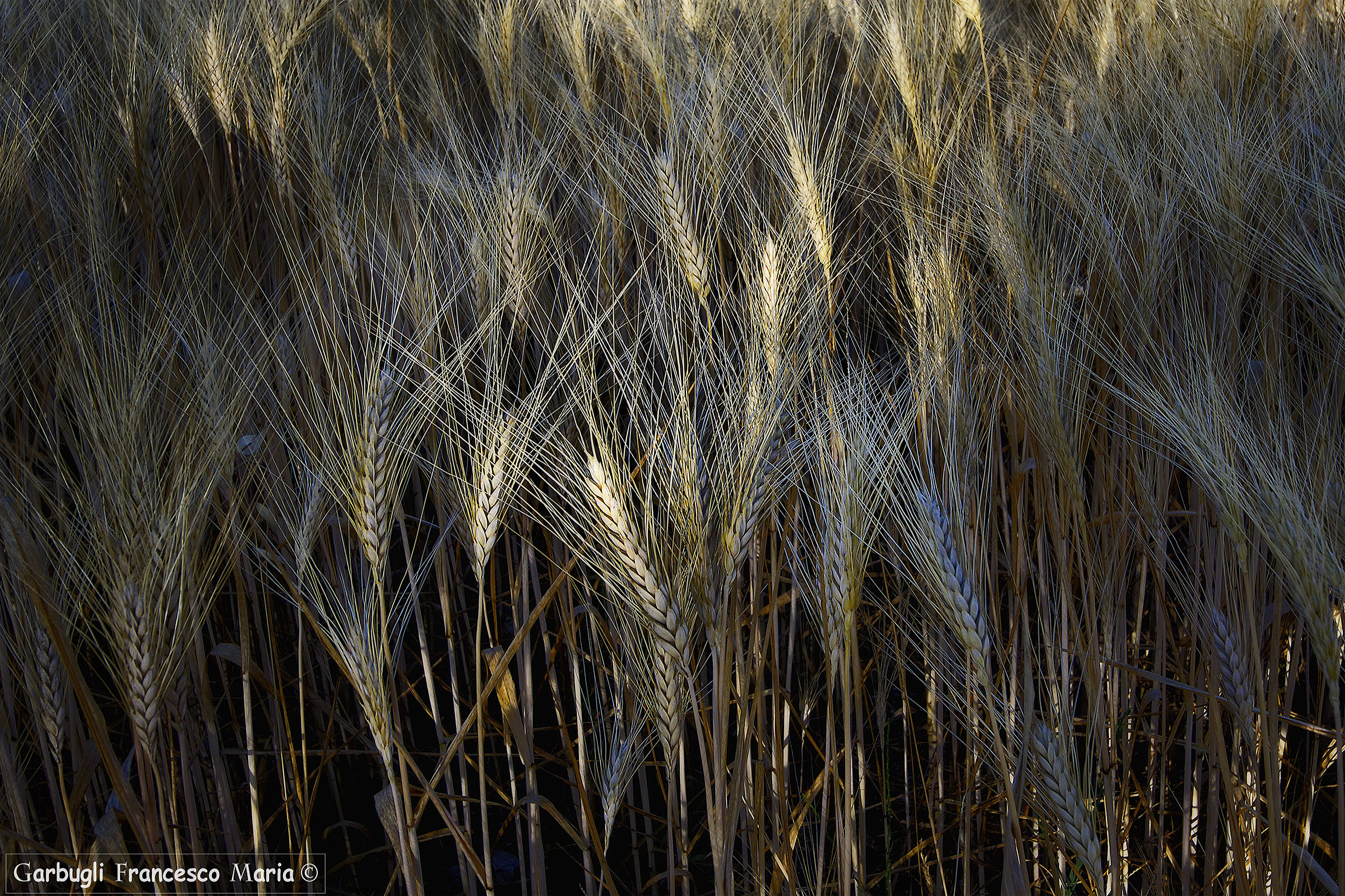 Sun rays on wheat ears