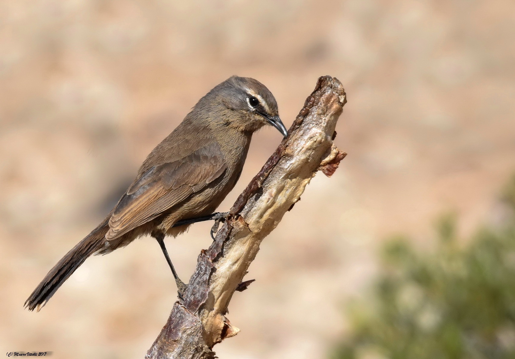 African Rock pipit (Anthus ceneratus)