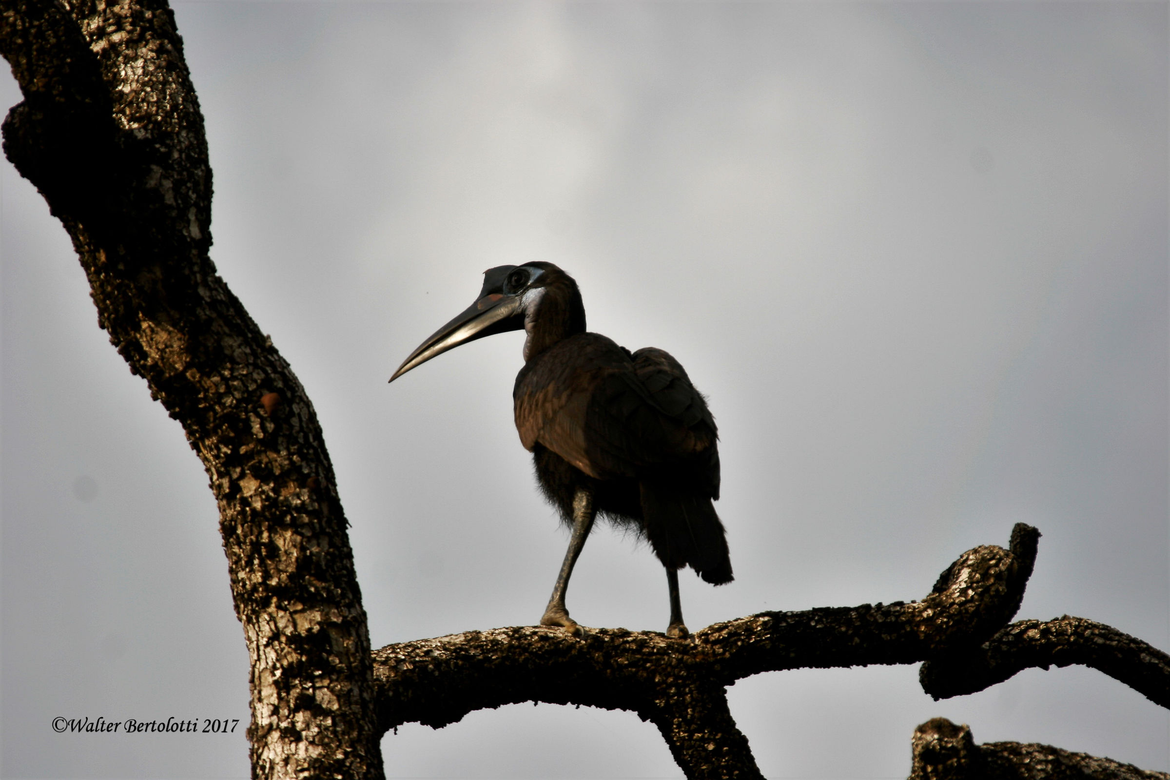 The horn and the branch