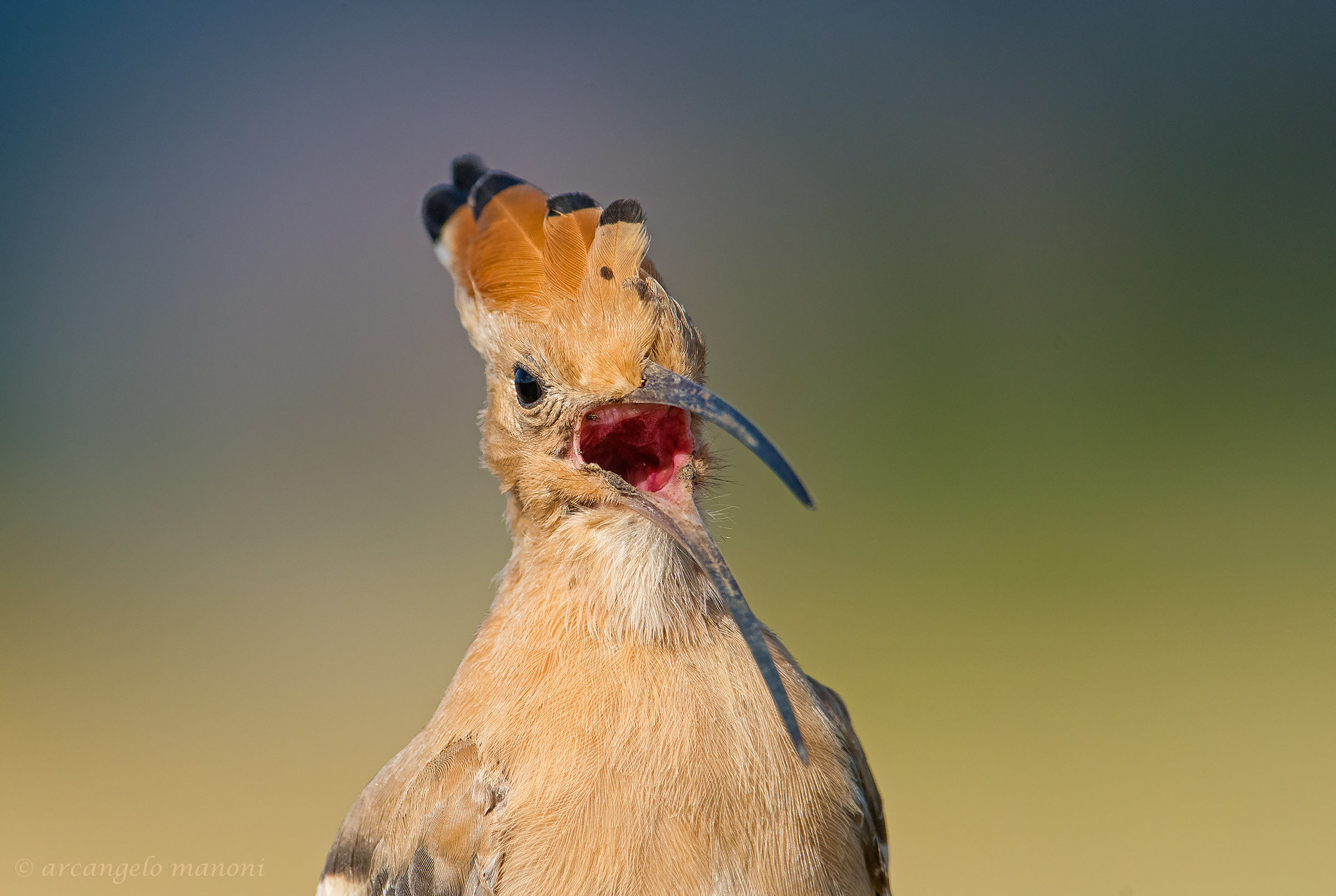 Facci vedere le tonsille