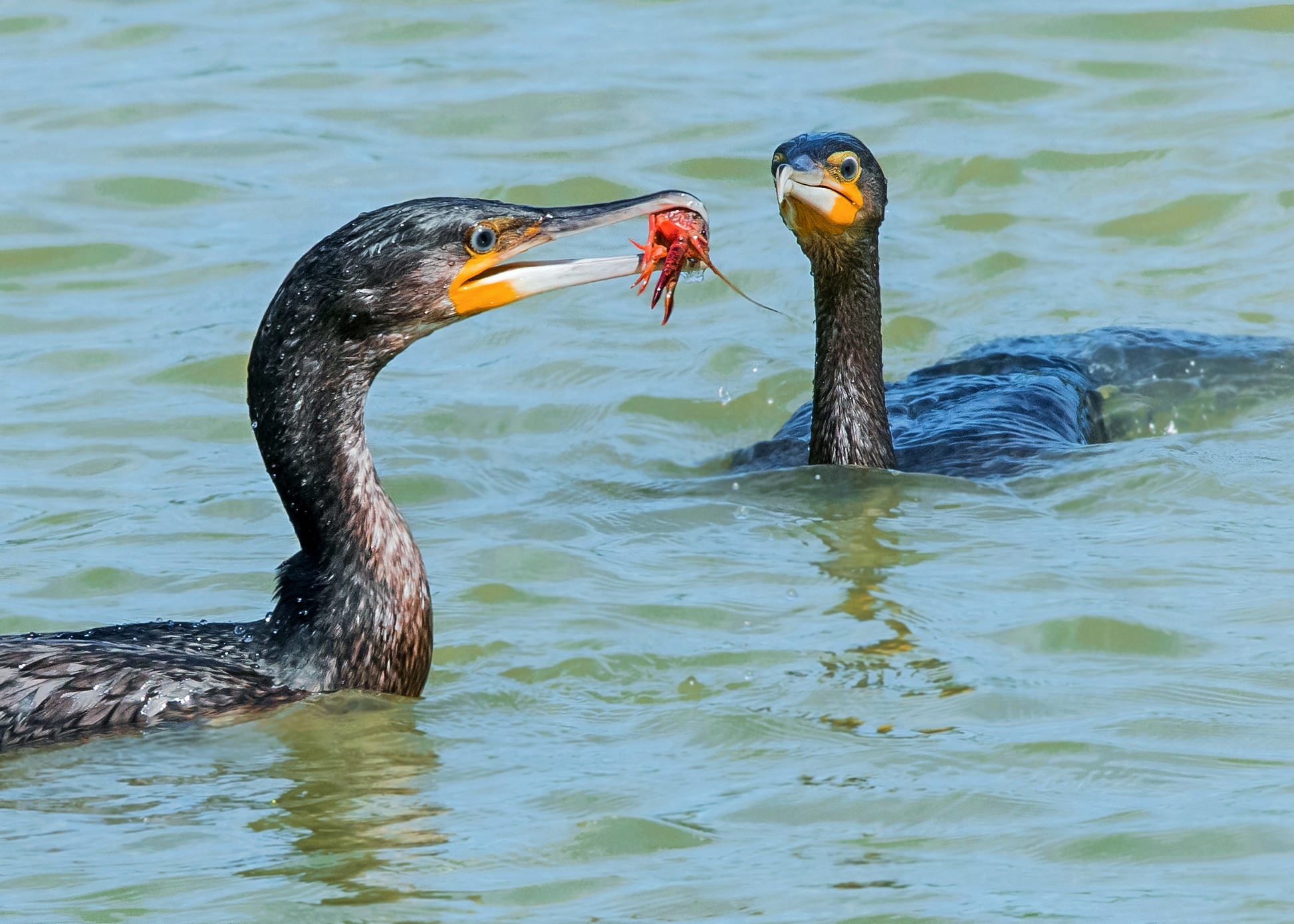 Cormorants