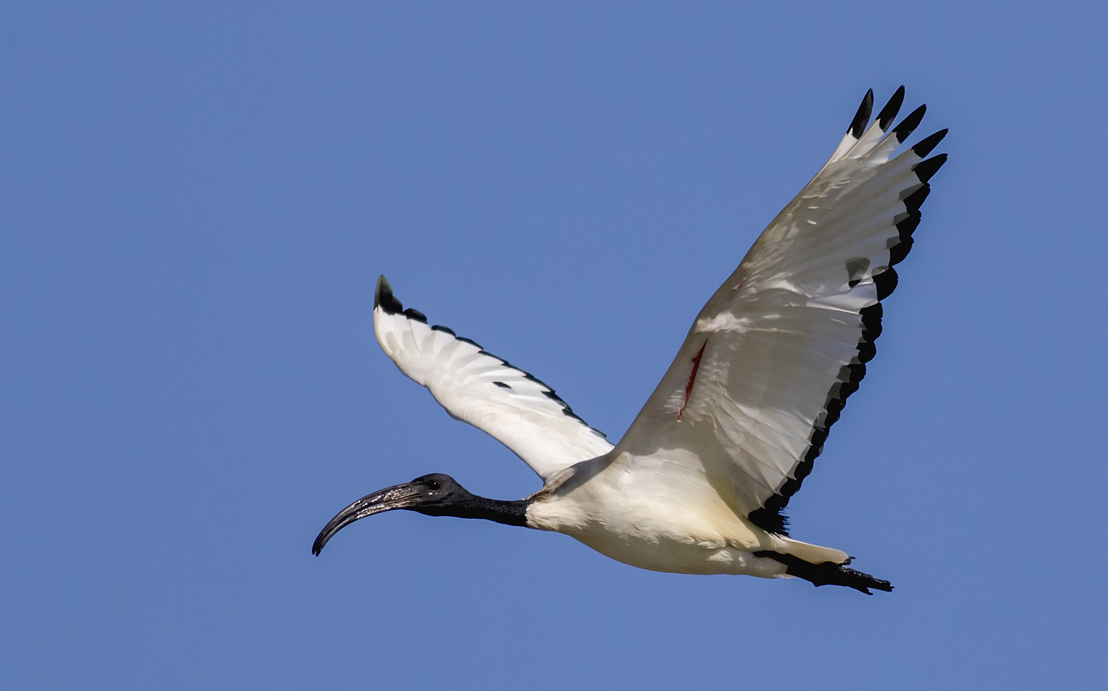 Ibis