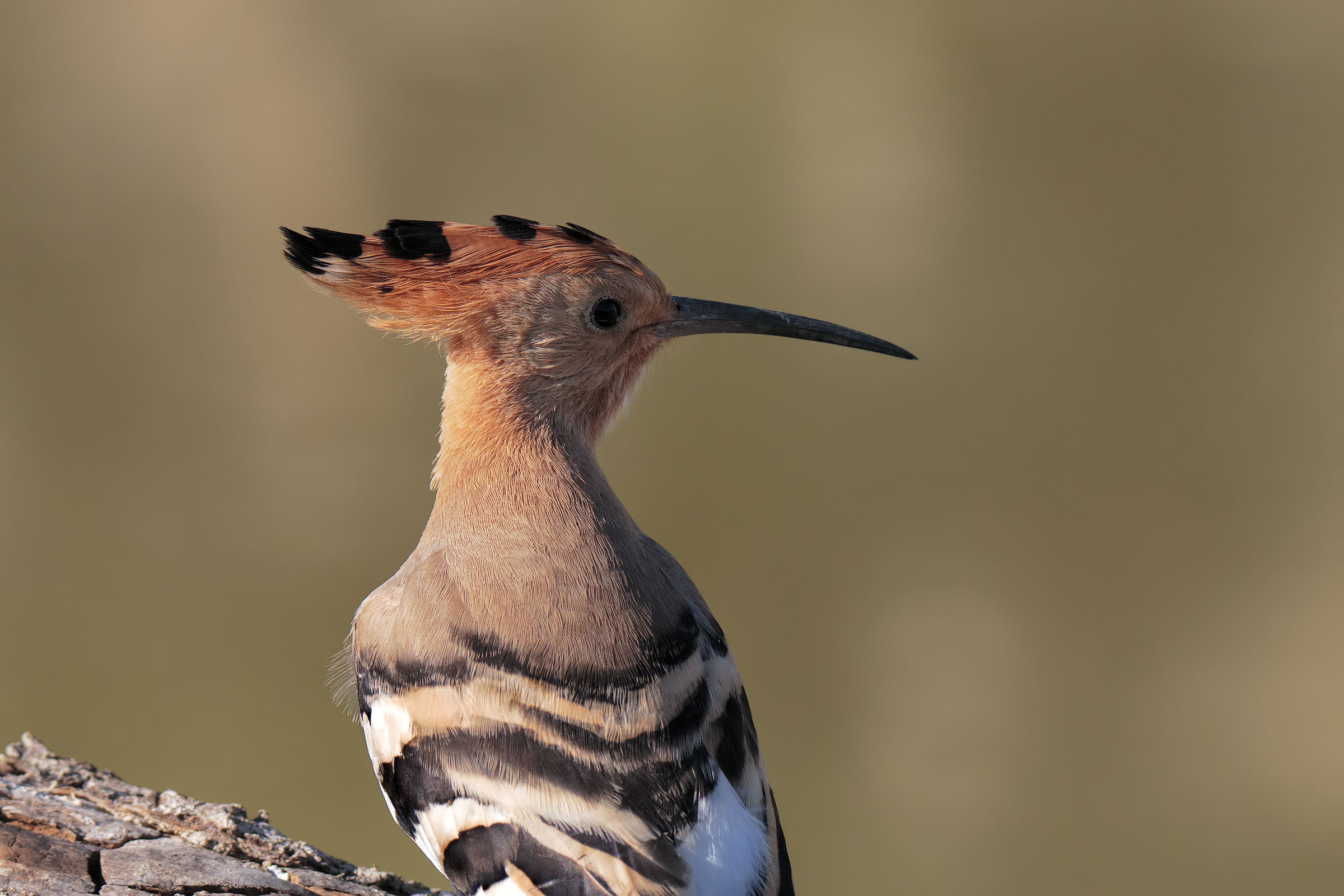 Hoopoe