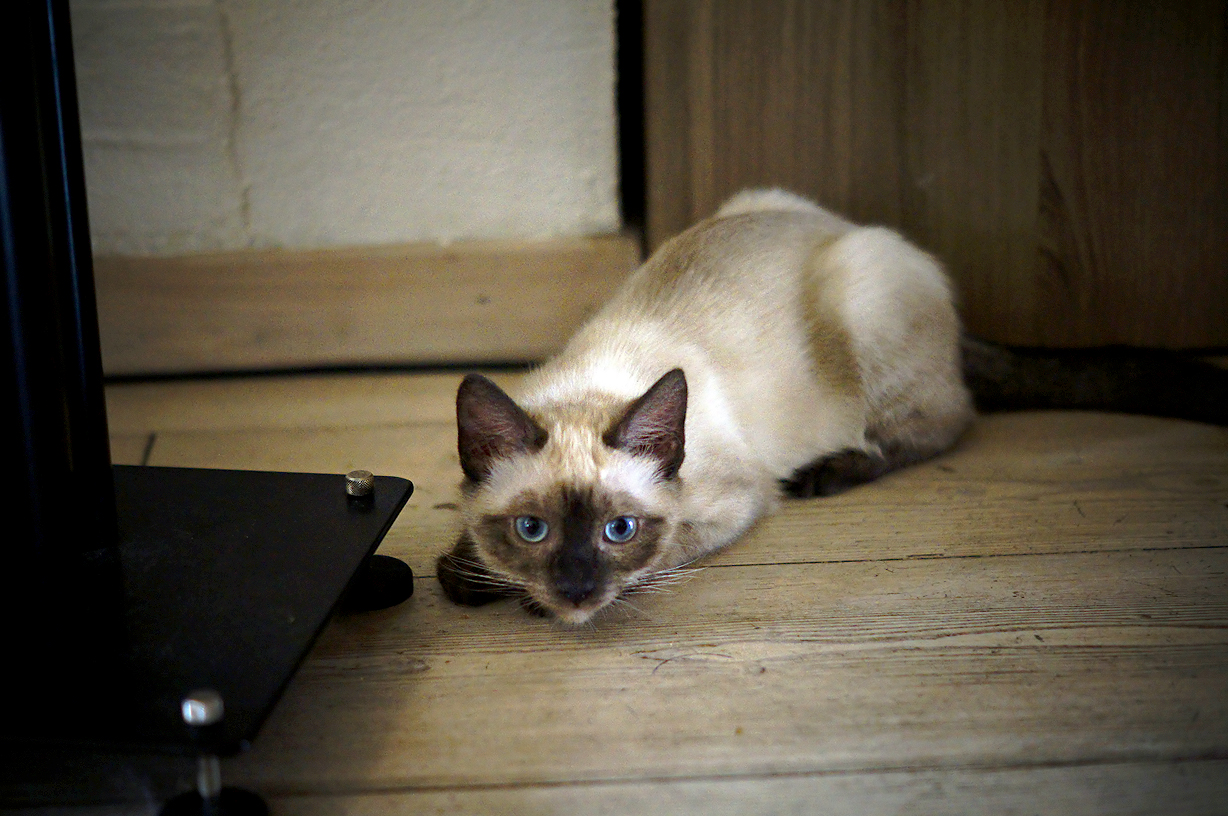 Ultimo agguato serale