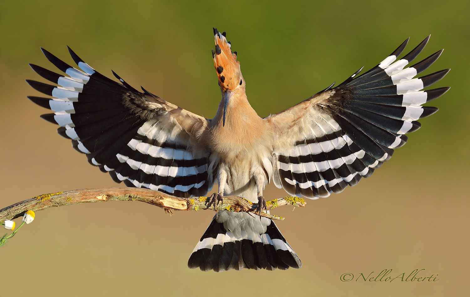 Upupa in arrivo al posatoio