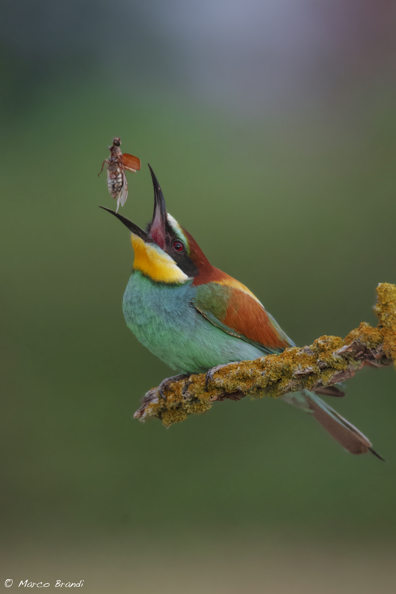 Jump in the mouth to the Maremma