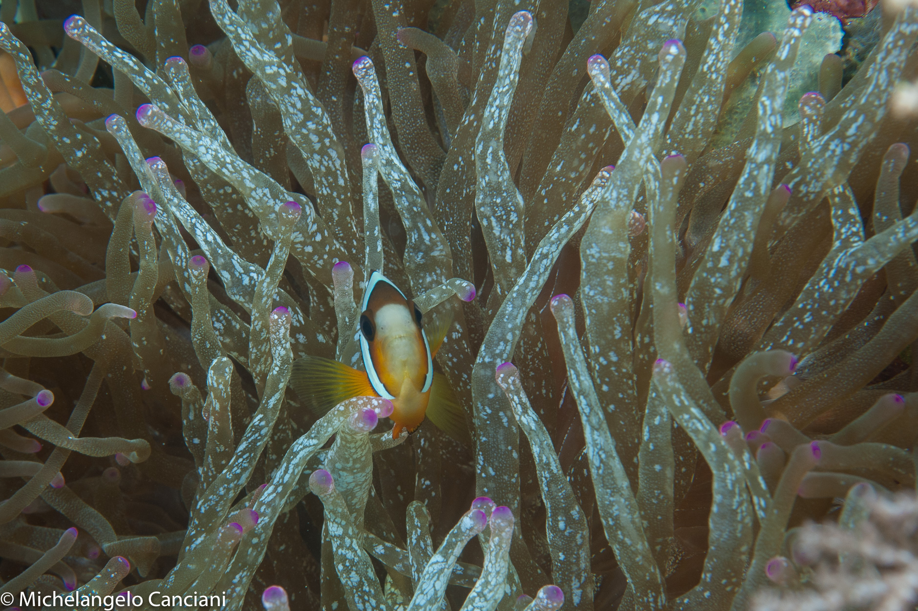 amphiprion clarkii