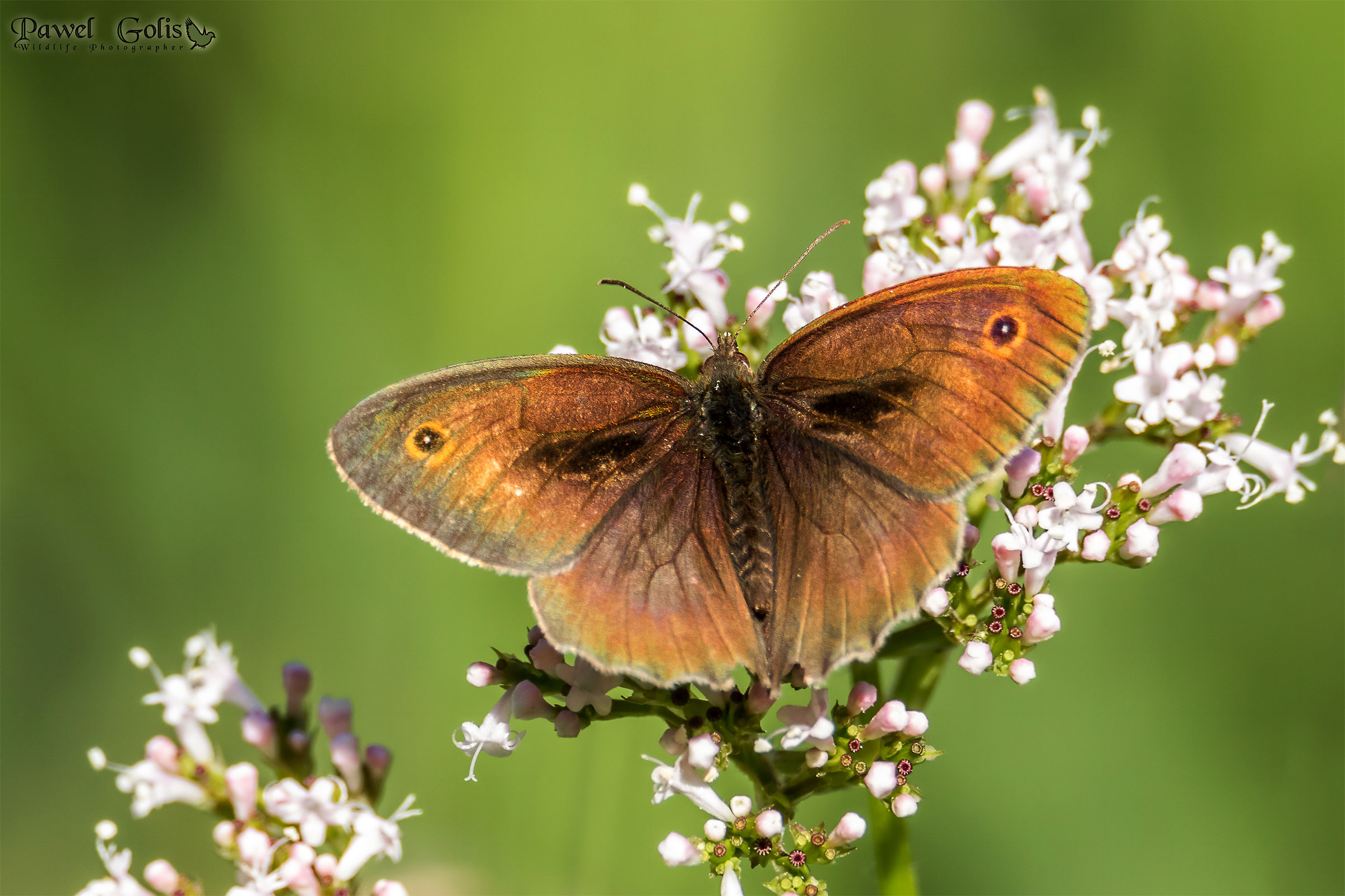 Meadow brown (Maniola jurtina)