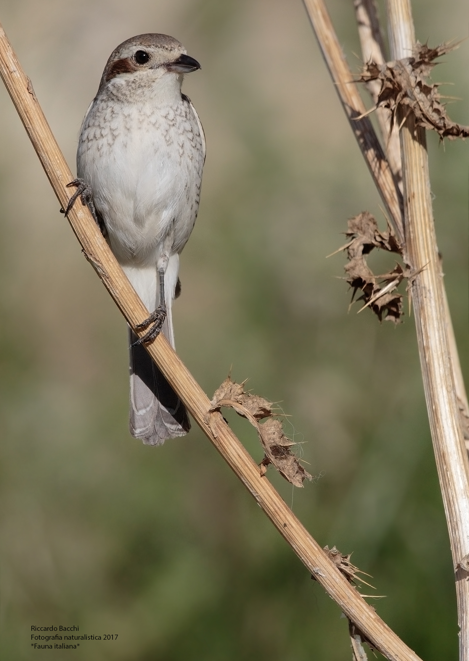 Averla su cardo selvatico