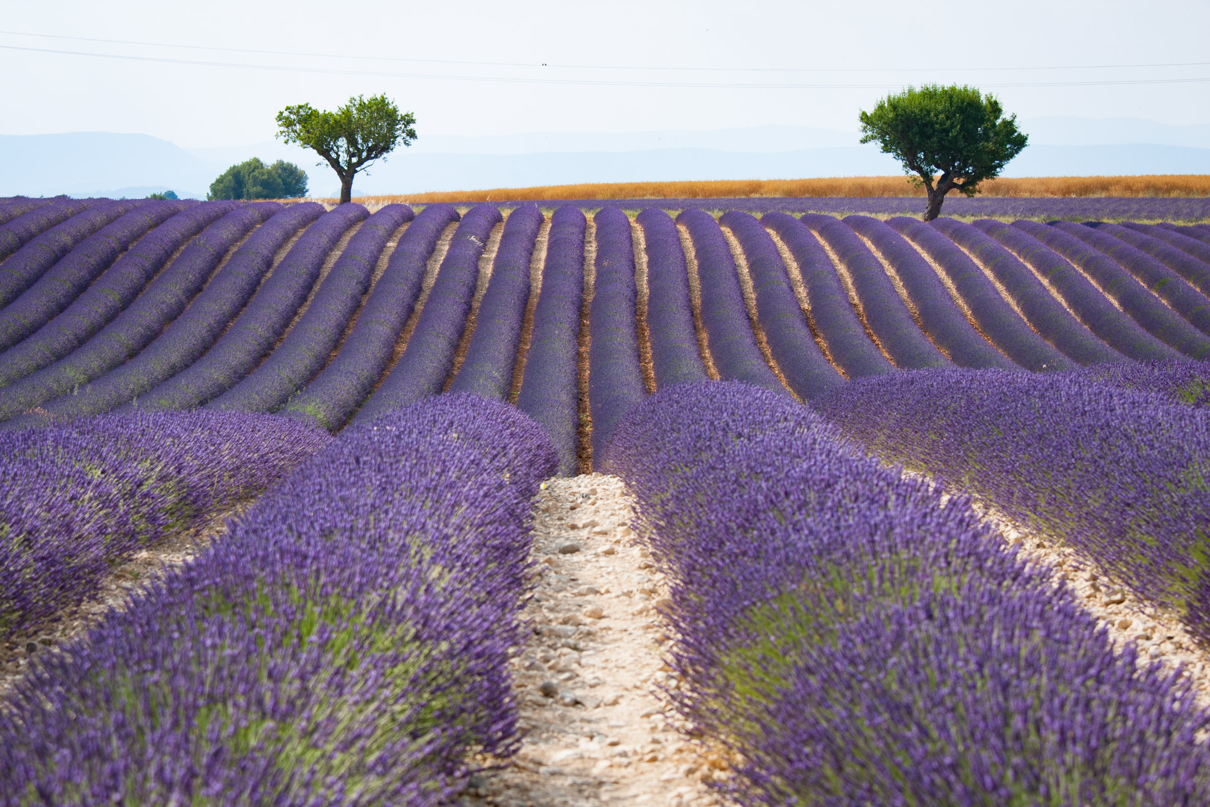 Valensole