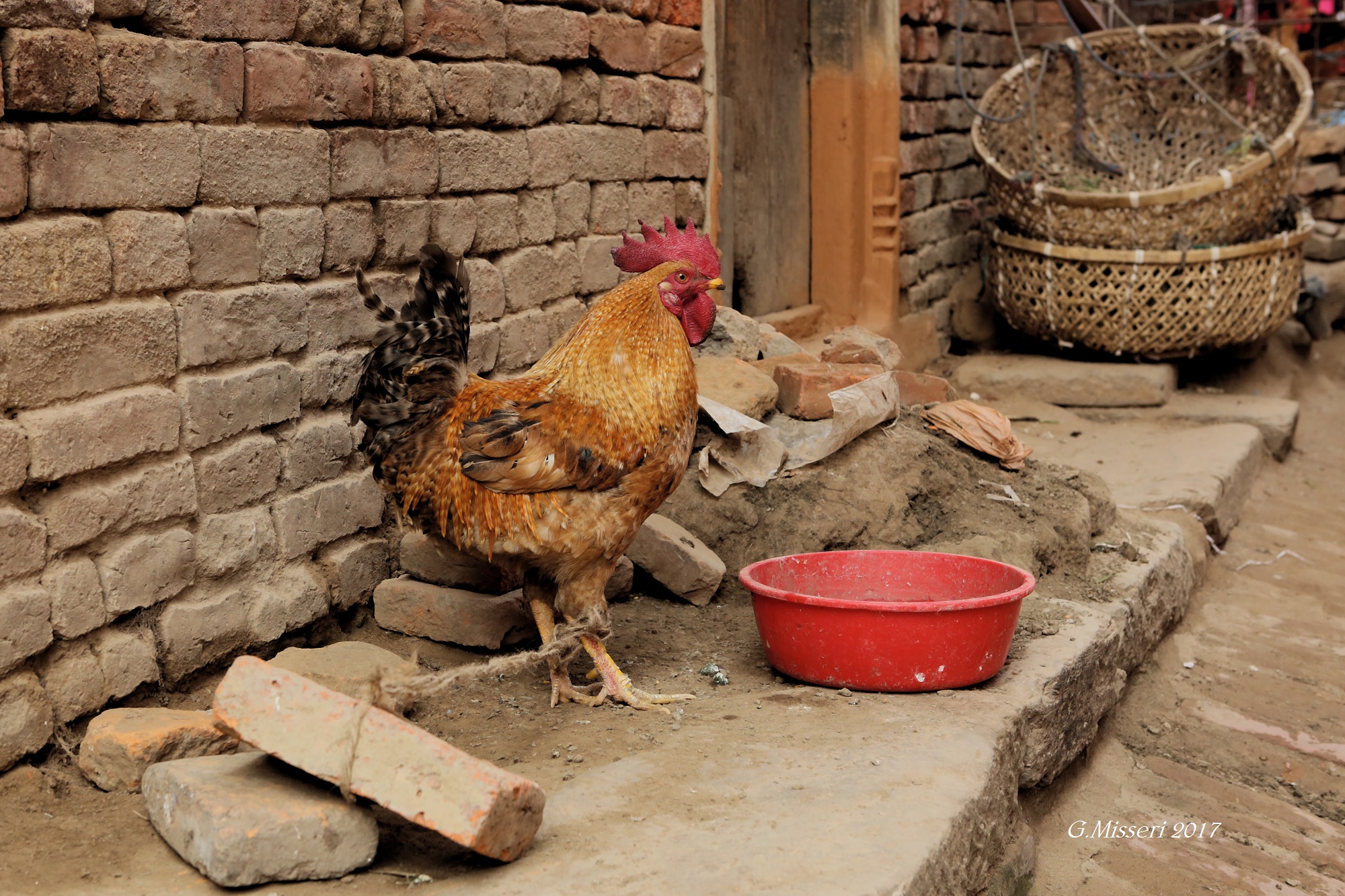 Aspettando il sacrificio  Nepal 2017
