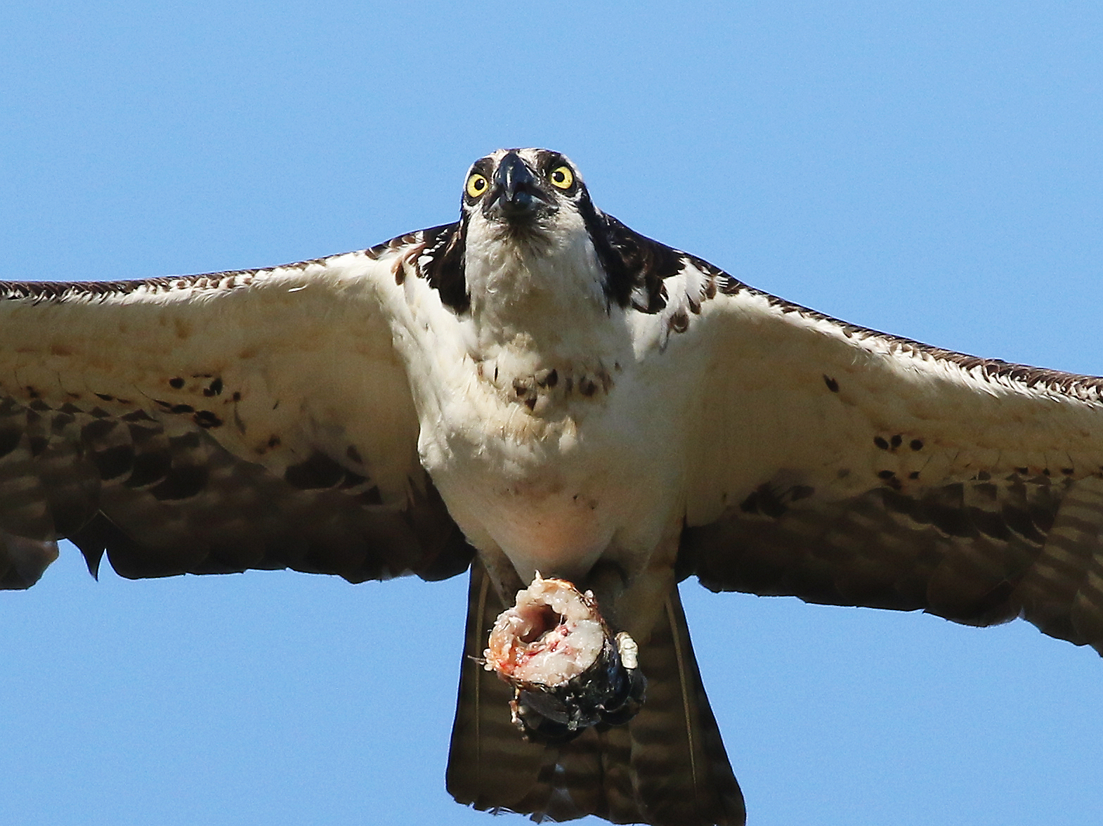 Sopra la parte superiore