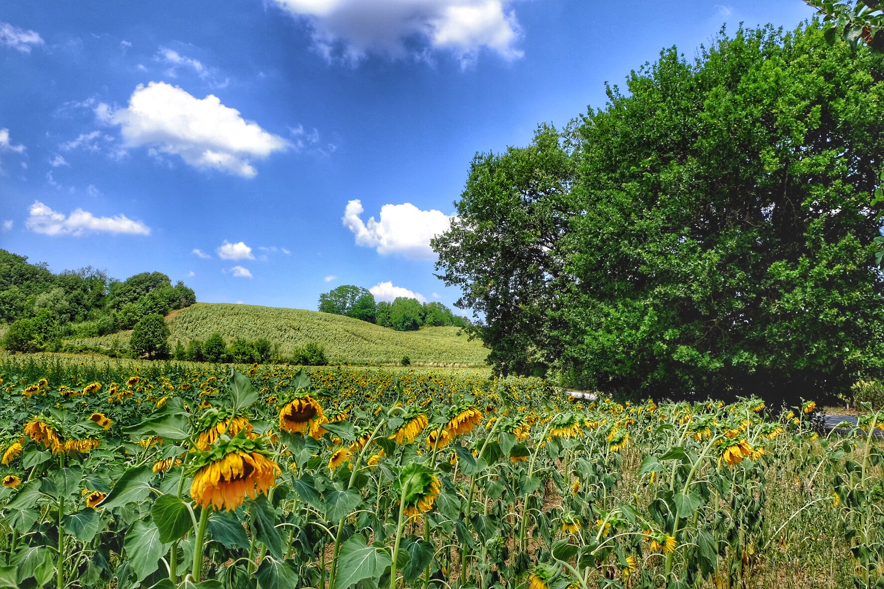 Field of Sunflower