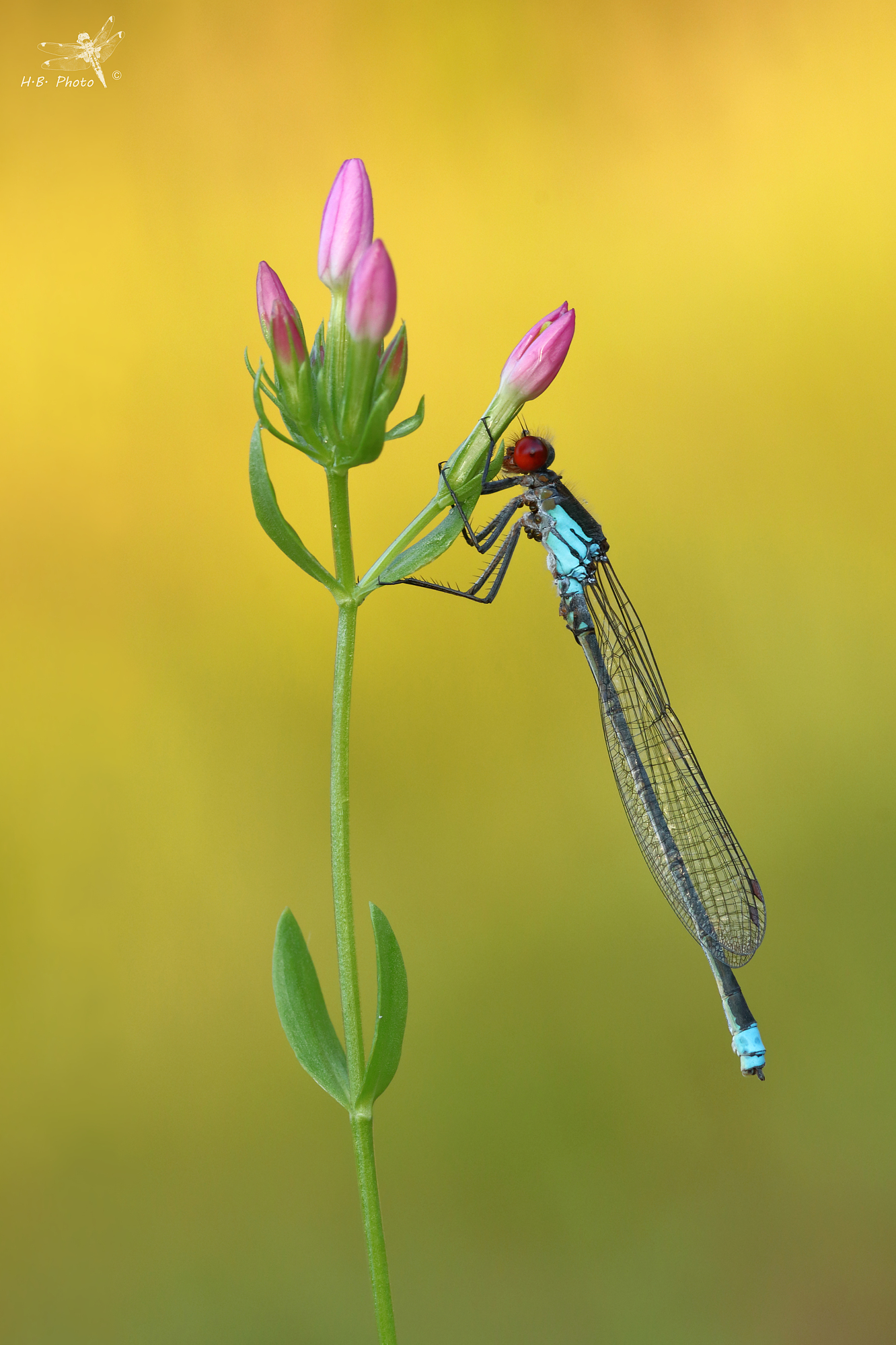 Erythromma najas, male