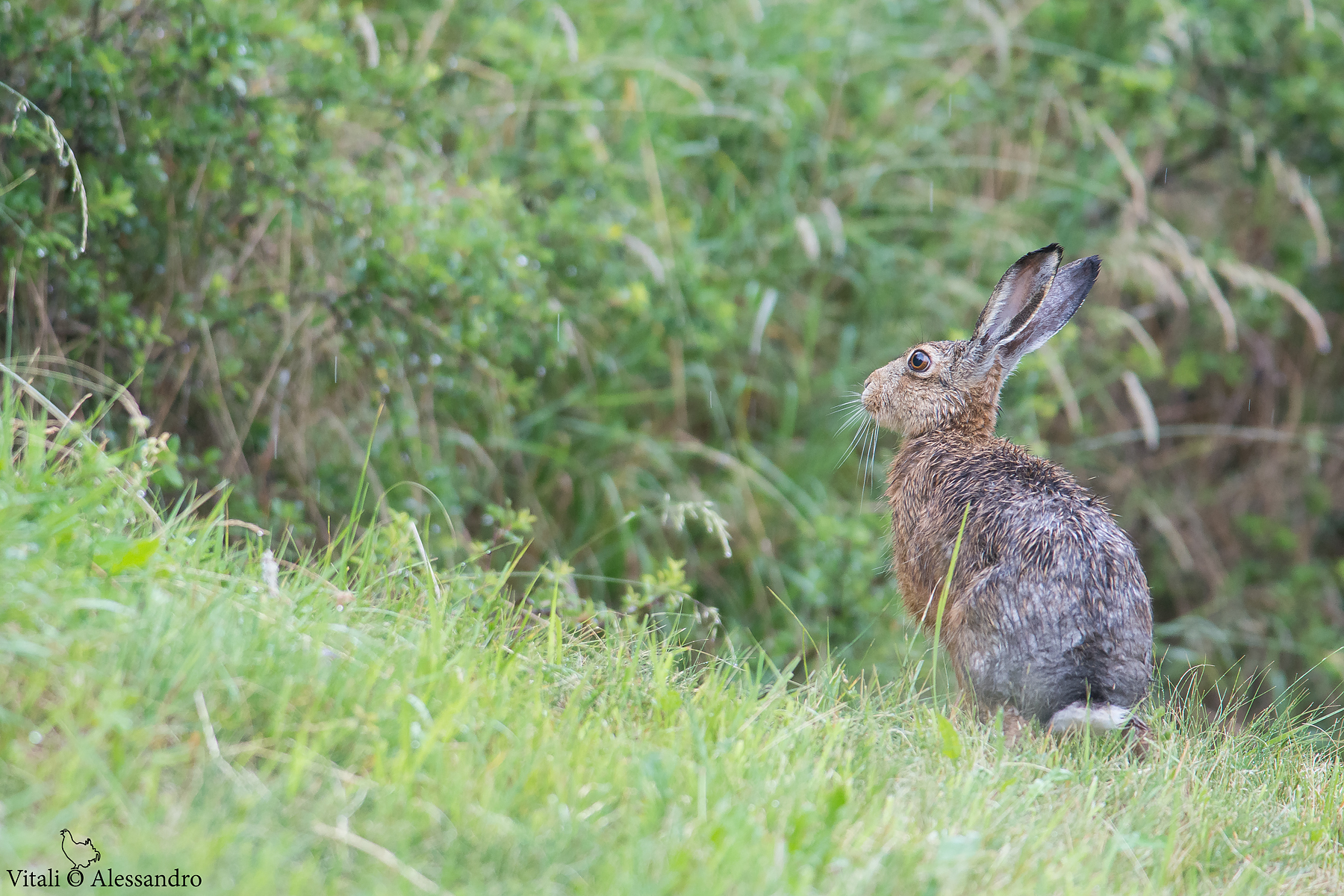 Common hare