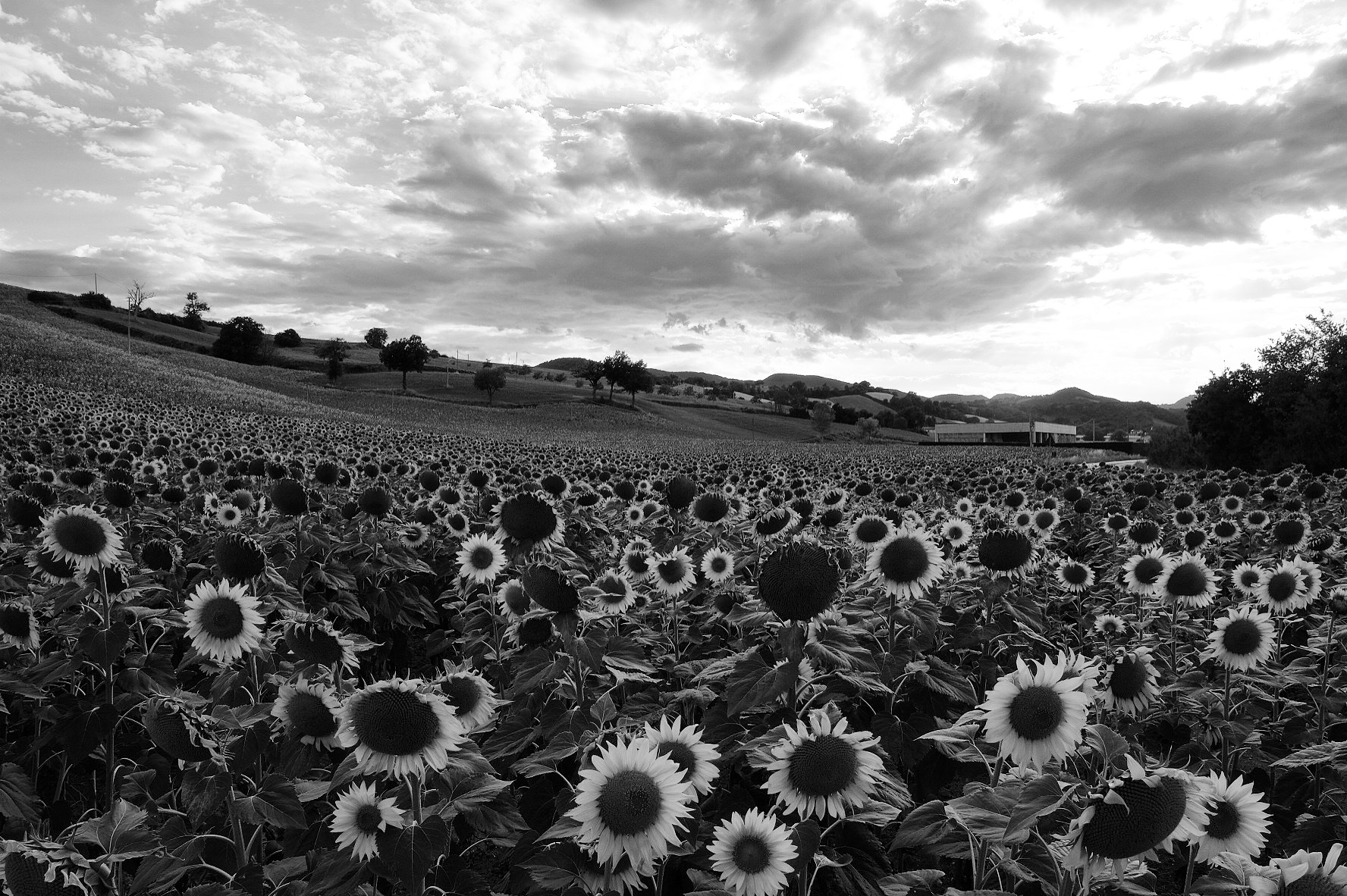 A shaky sea of ??sunflowers ...