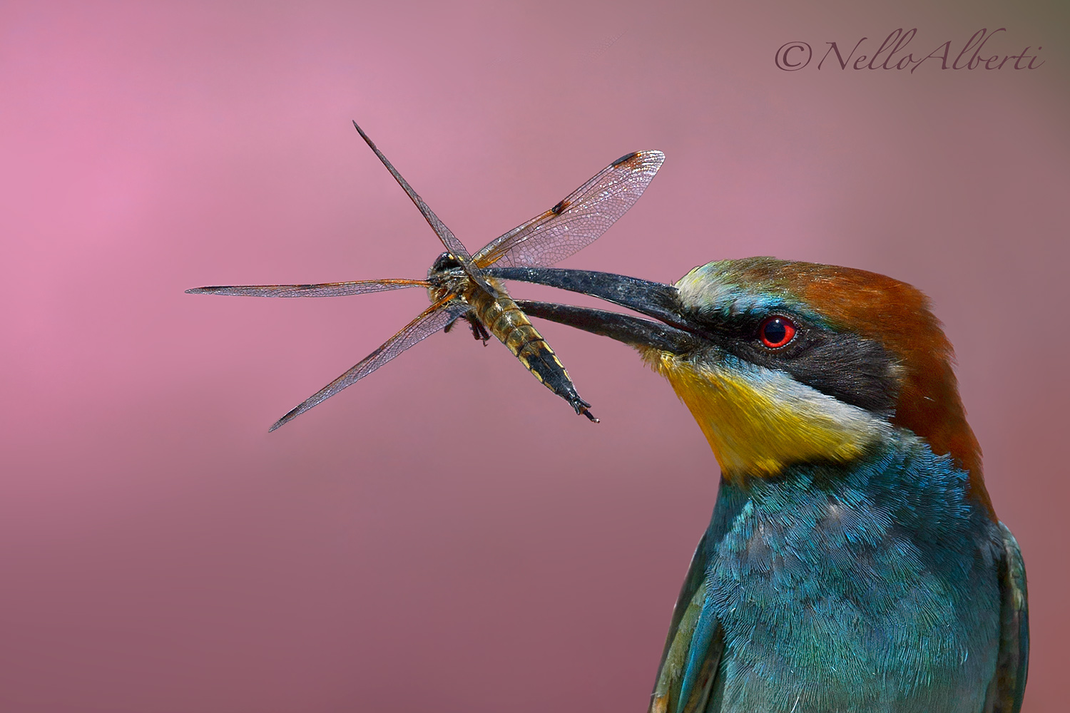 Gruccione con libellula , particolare