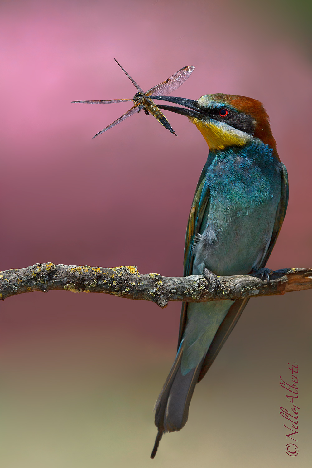 gruccione con libellula