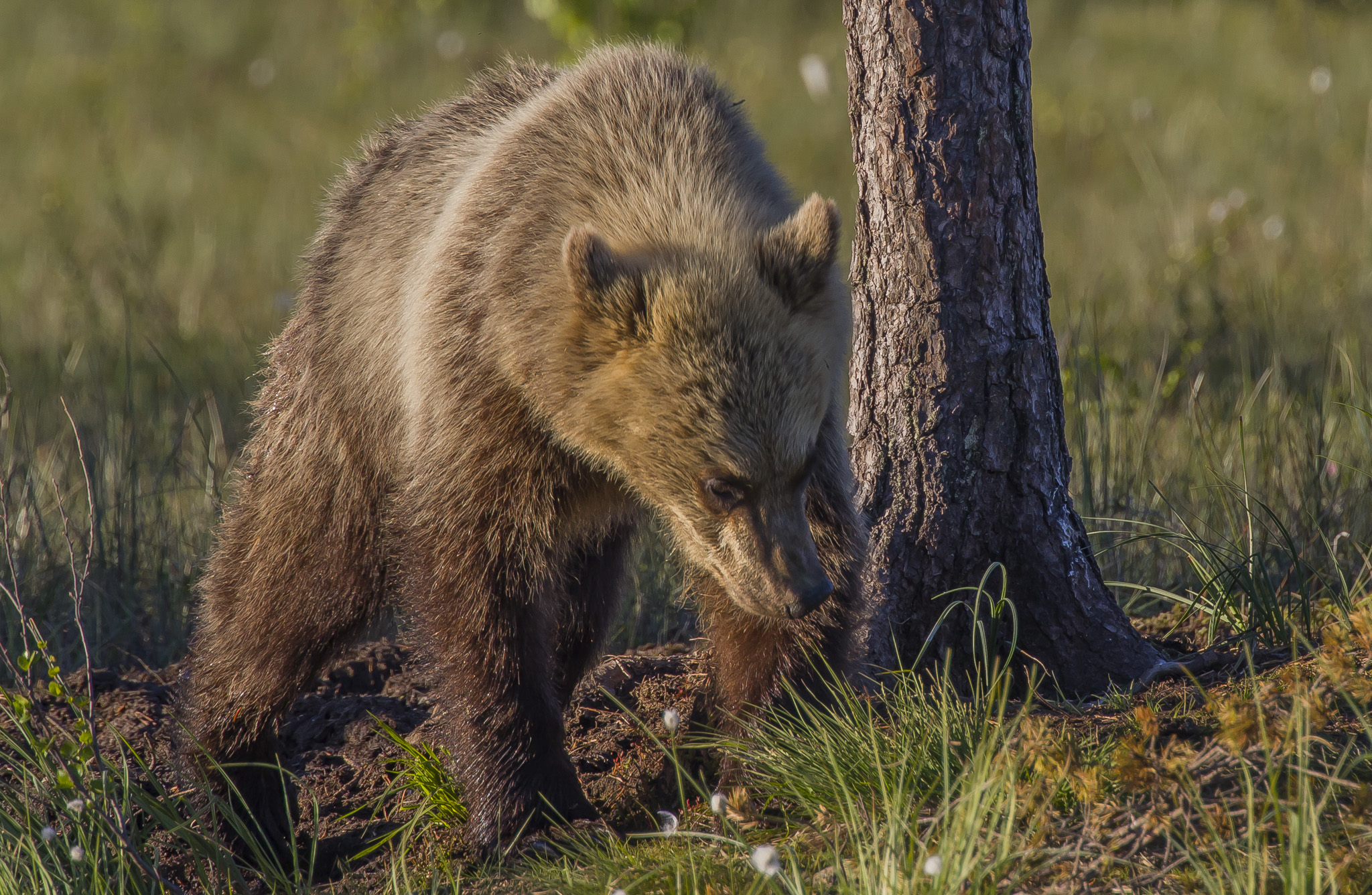 Orsi marrone (ursus arctos) nella foresta finlandese