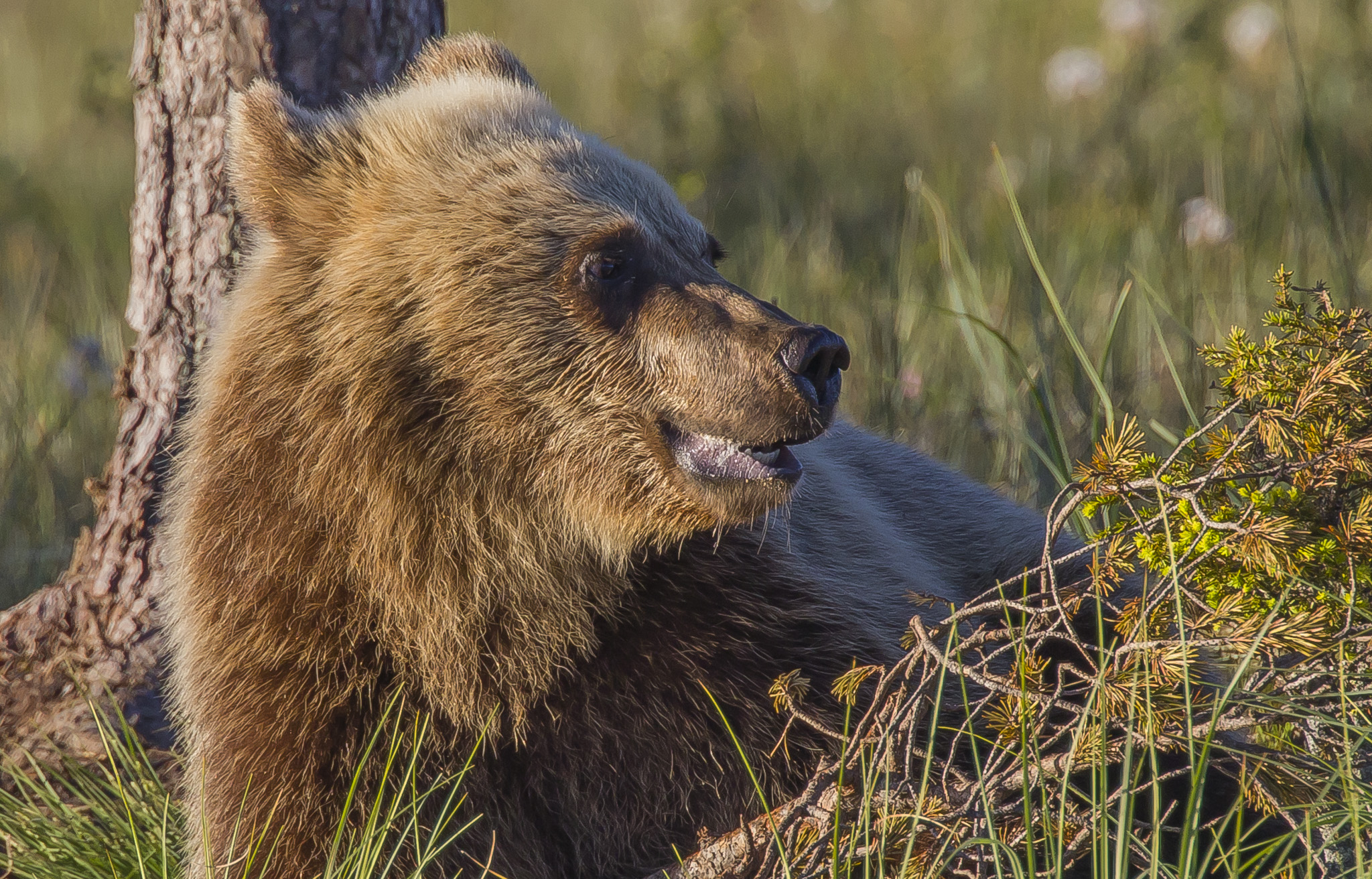 Brown bears ( ursus arctos ) in the finnish forest