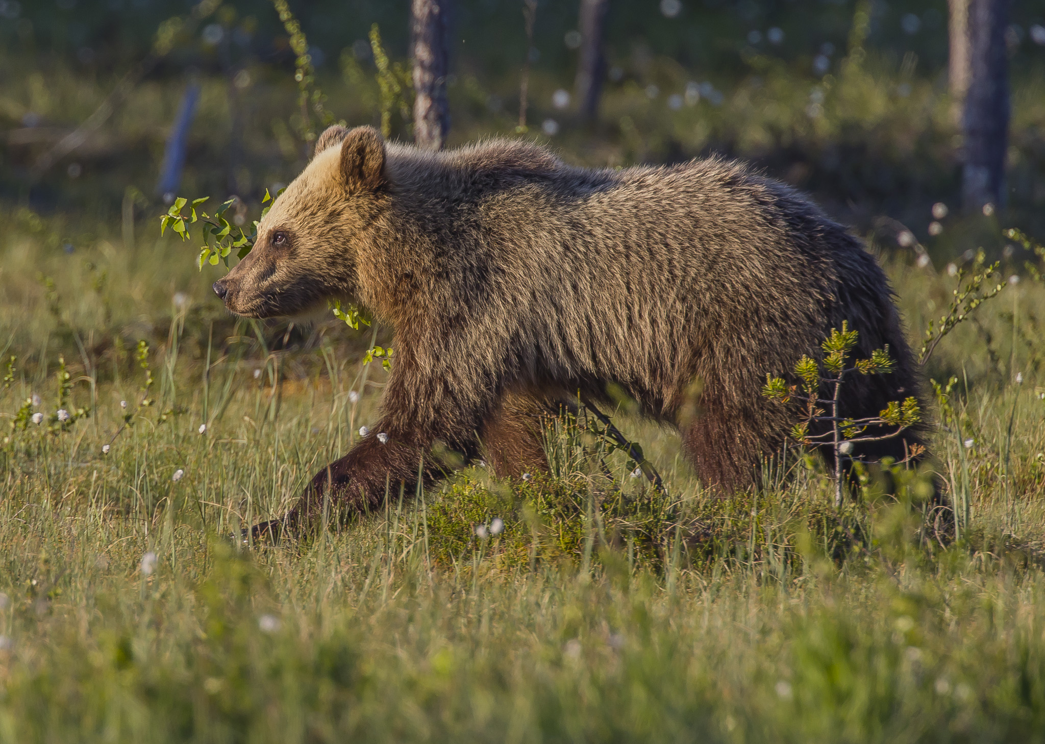 Orsi marrone (ursus arctos) nella foresta finlandese