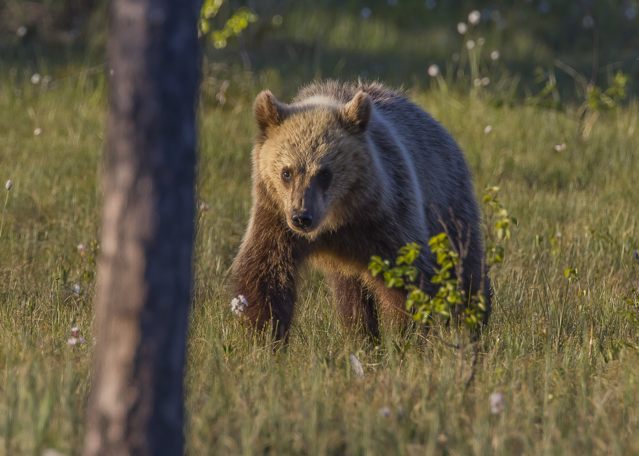 Orsi marrone (ursus arctos) nella foresta finlandese