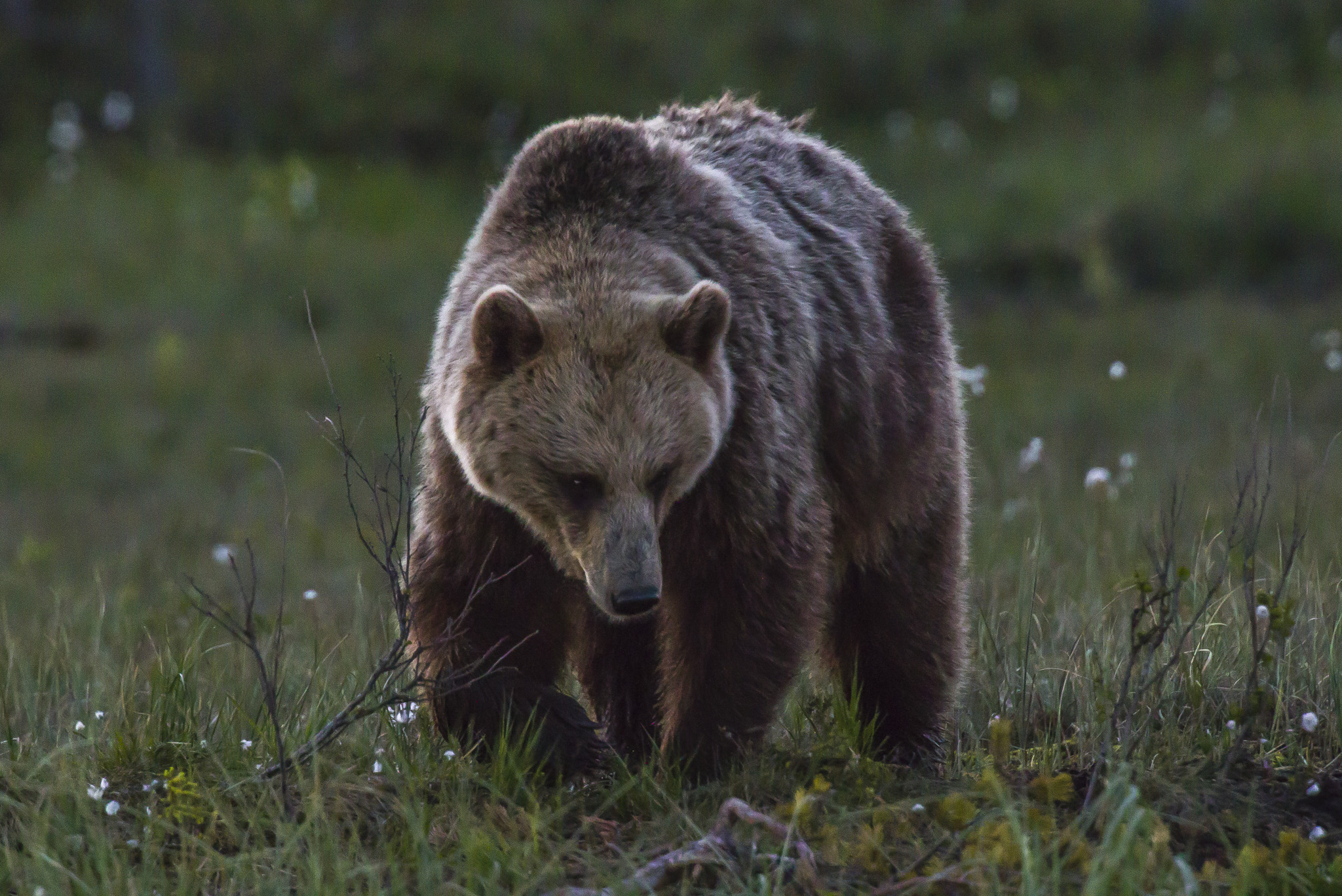 Orsi marrone (ursus arctos) nella foresta finlandese