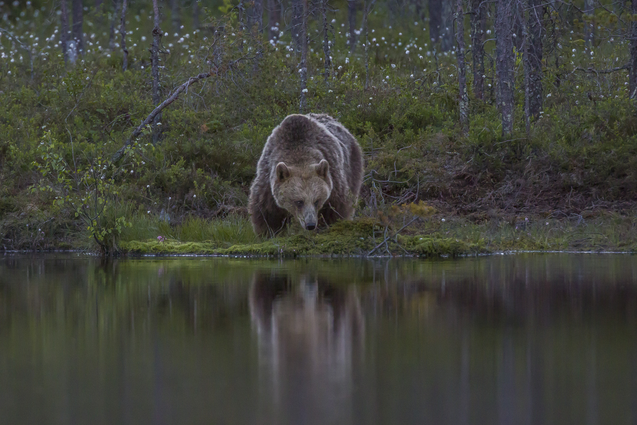 Orsi marrone (ursus arctos) nella foresta finlandese